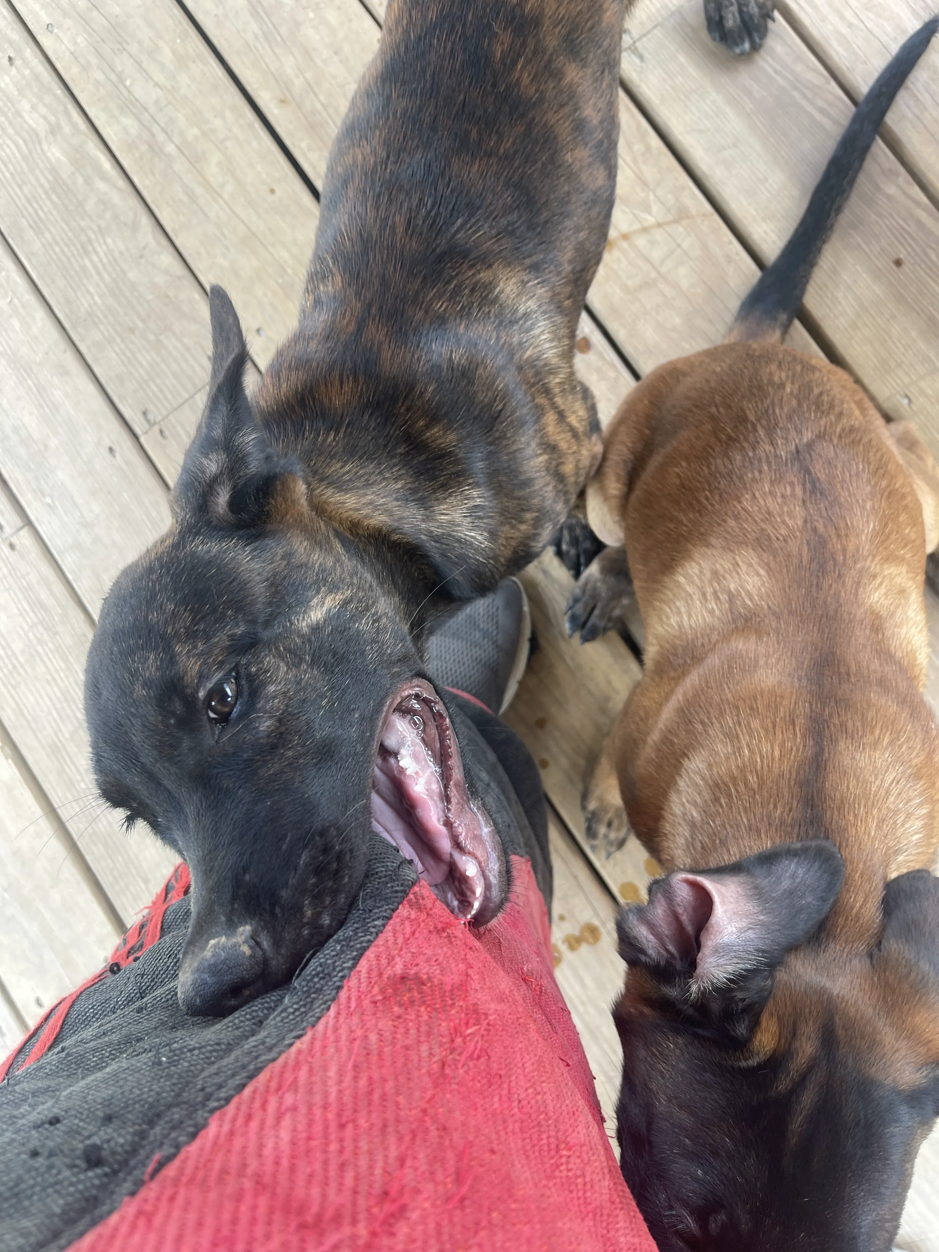 Bumi from the Ranger x Mila litter during puppy evaluation and development.