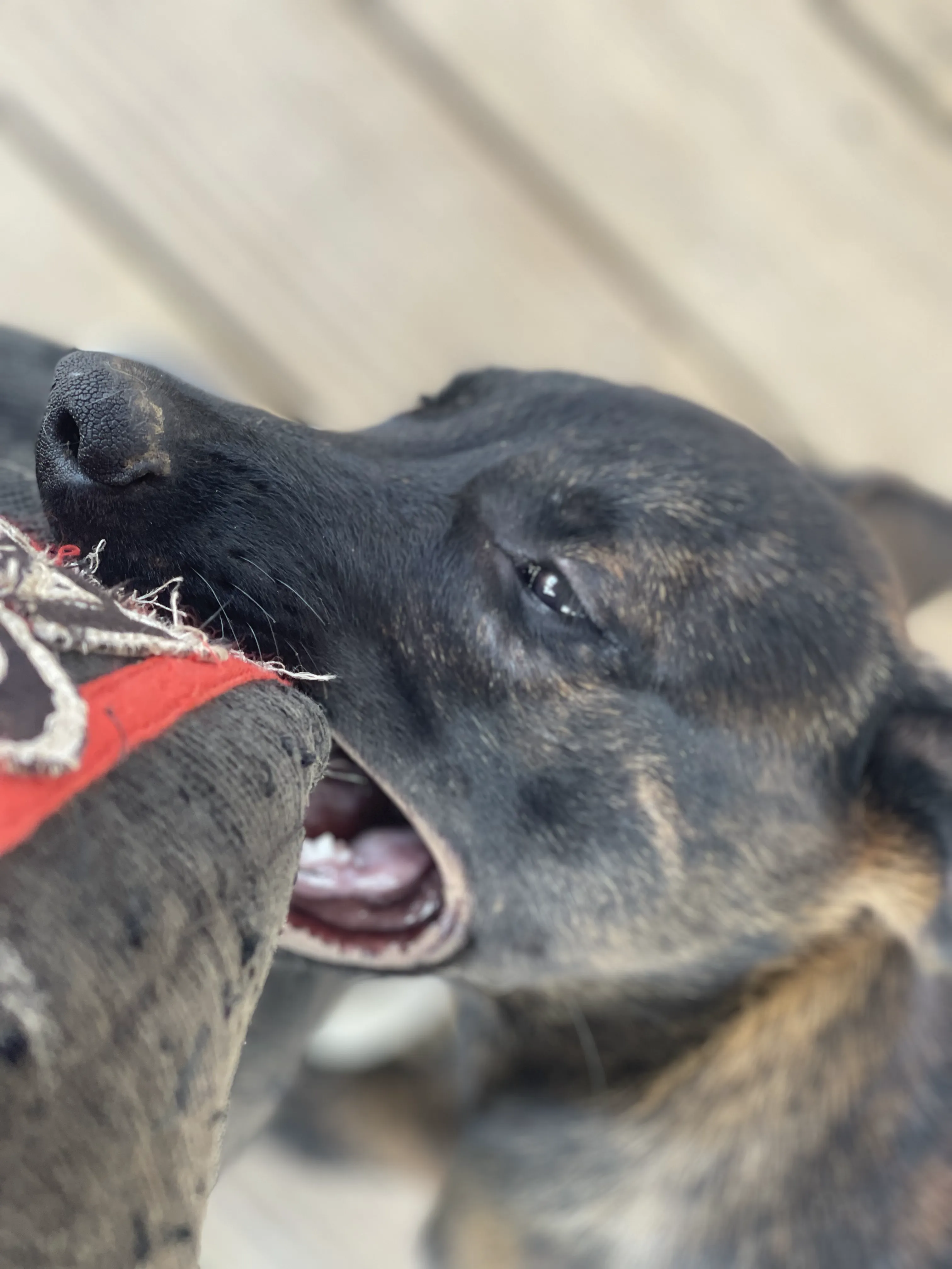 Bumi, Dark Green-collar male puppy.