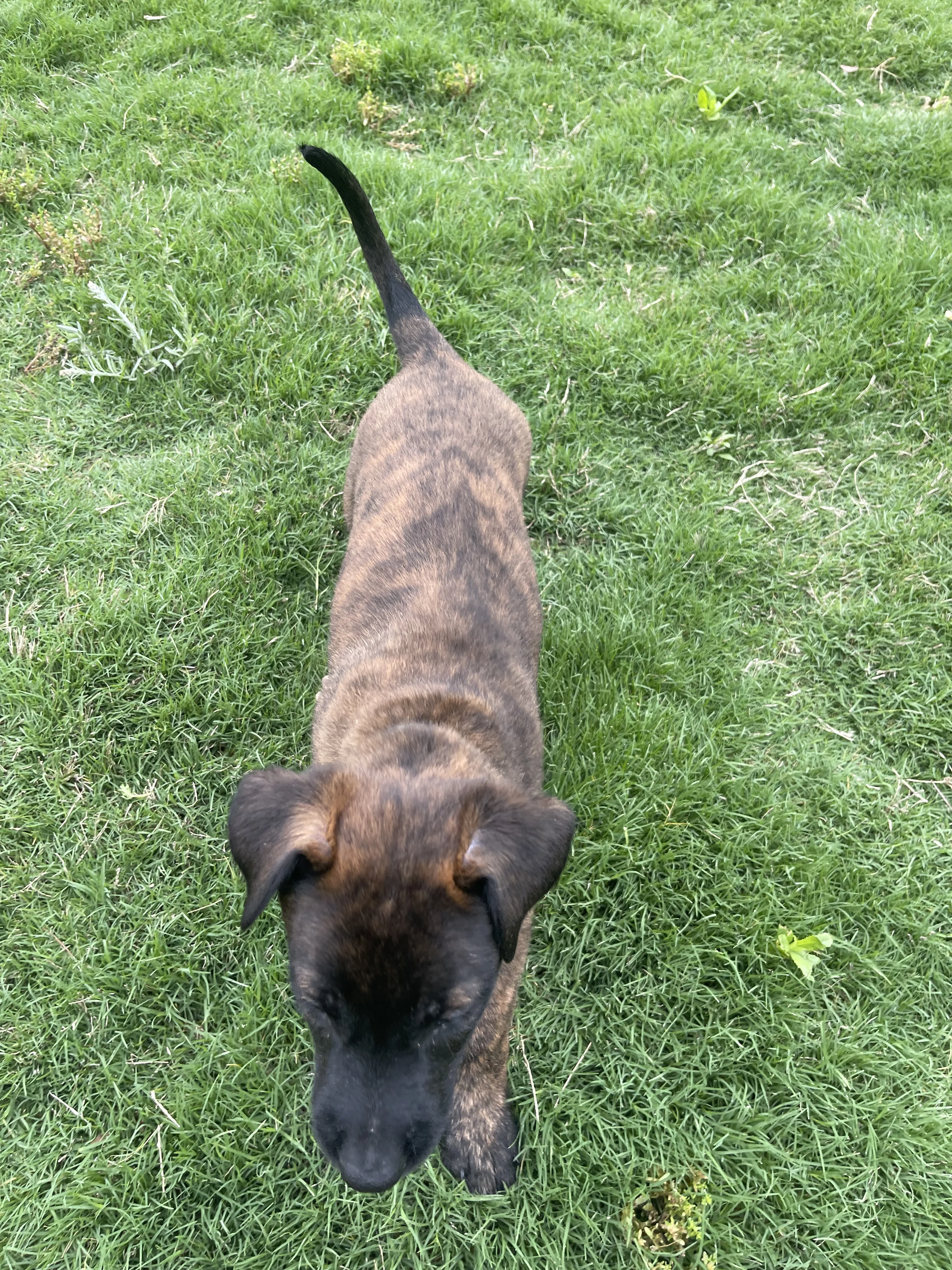 Bumi from the Ranger x Mila litter during puppy evaluation and development.