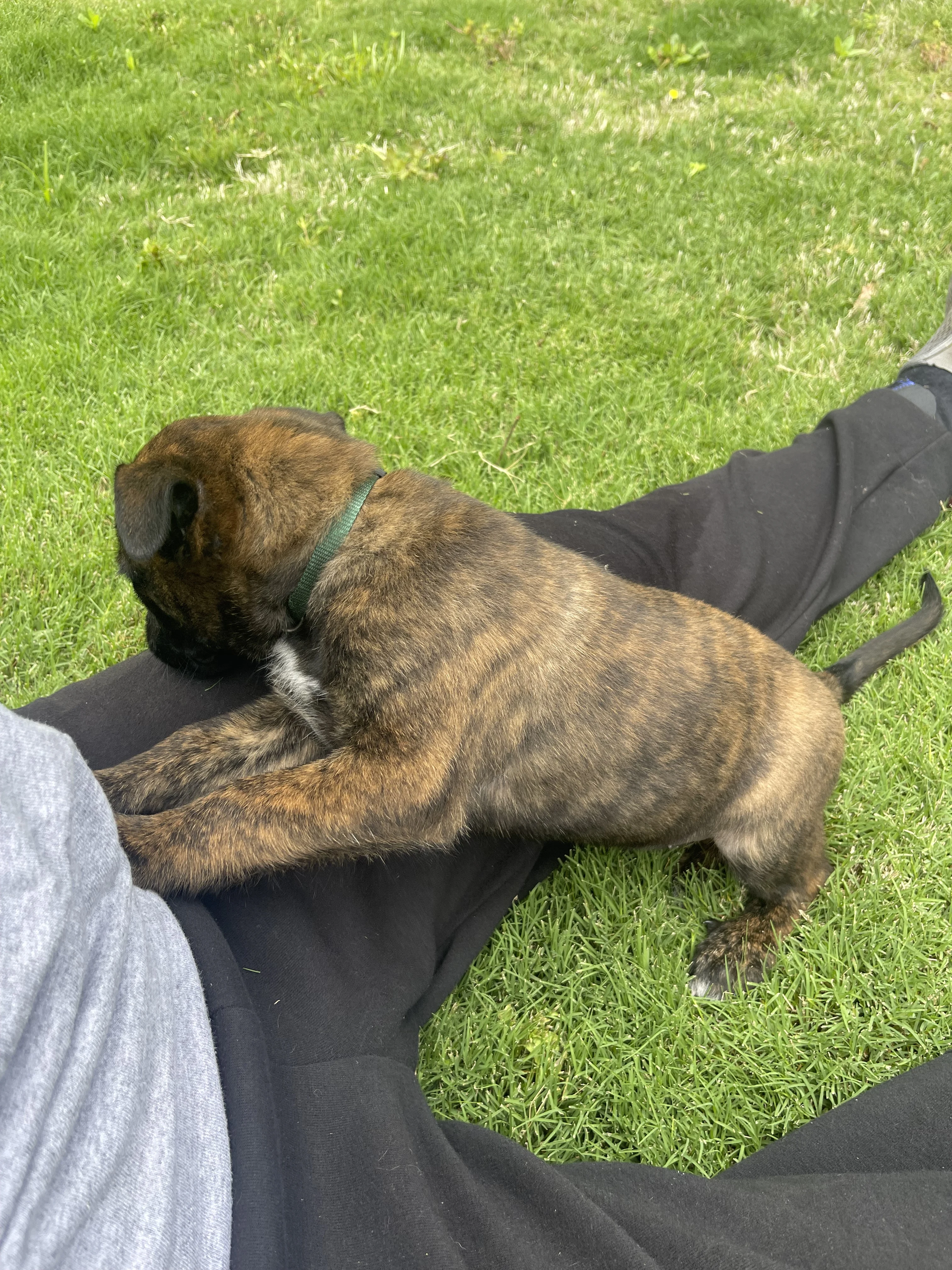 Bumi from the Ranger x Mila litter during puppy evaluation and development.