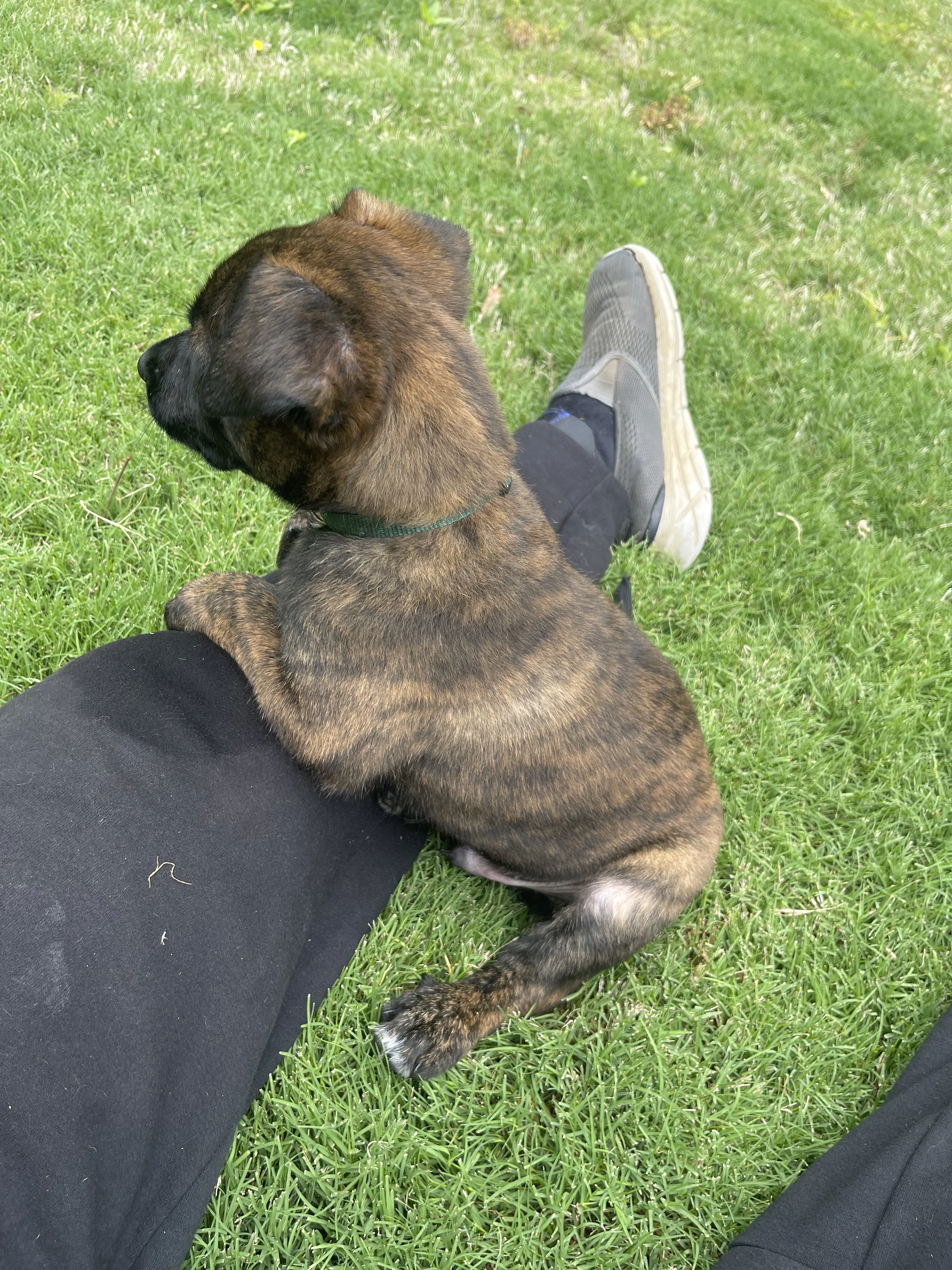 Bumi from the Ranger x Mila litter during puppy evaluation and development.