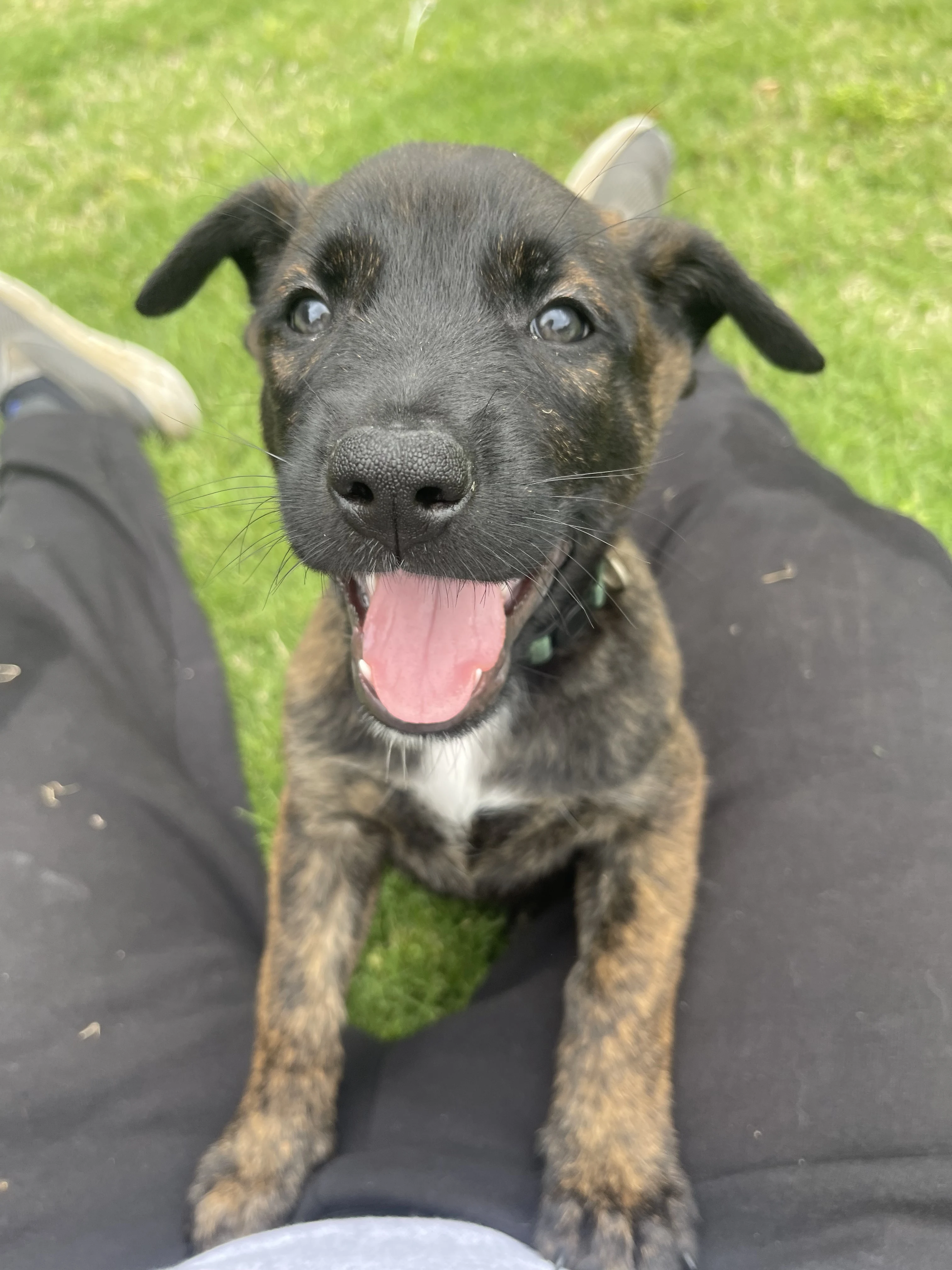 Bumi from the Ranger x Mila litter during puppy evaluation and development.