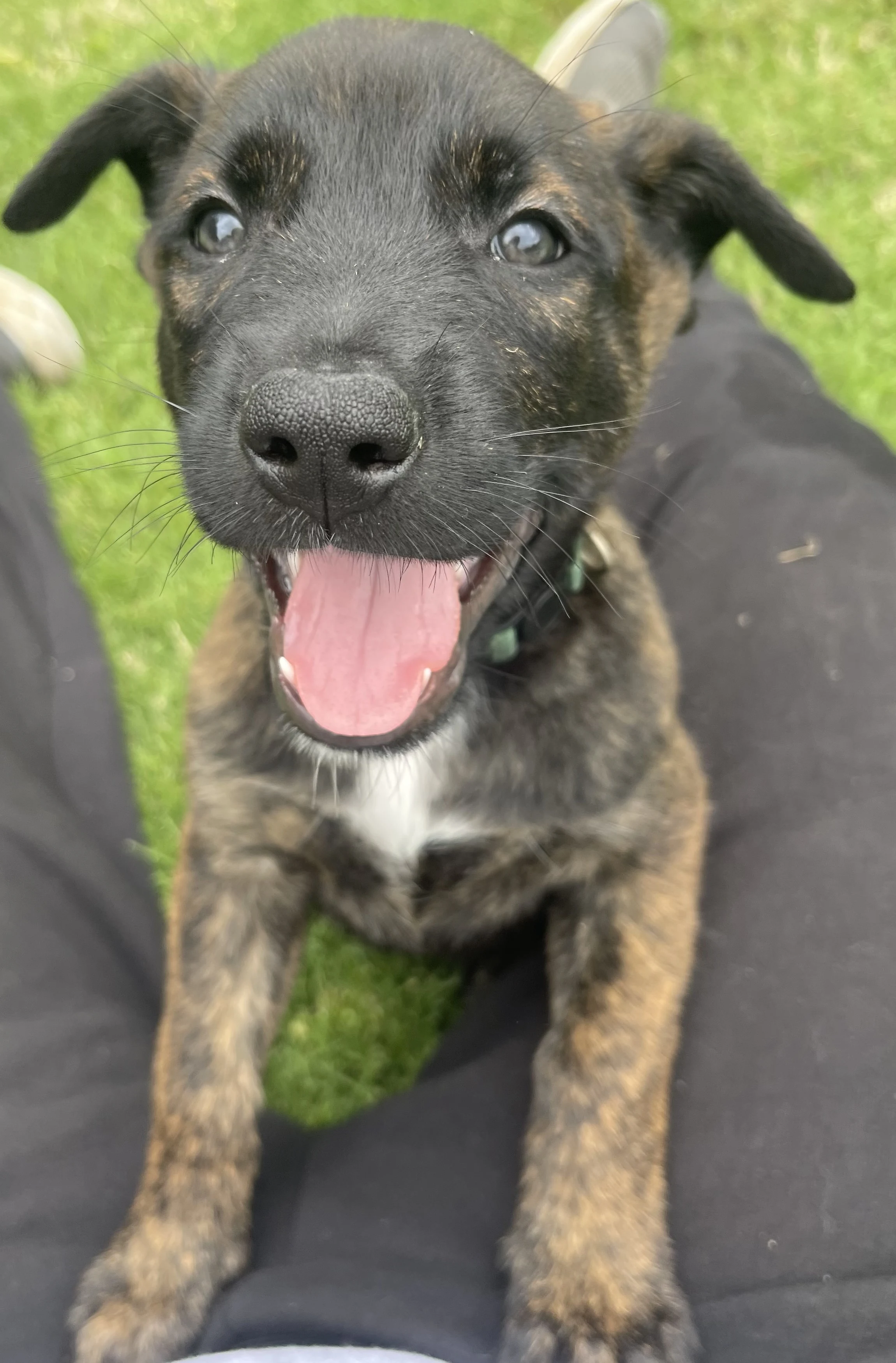 Bumi from the Ranger x Mila litter during puppy evaluation and development.