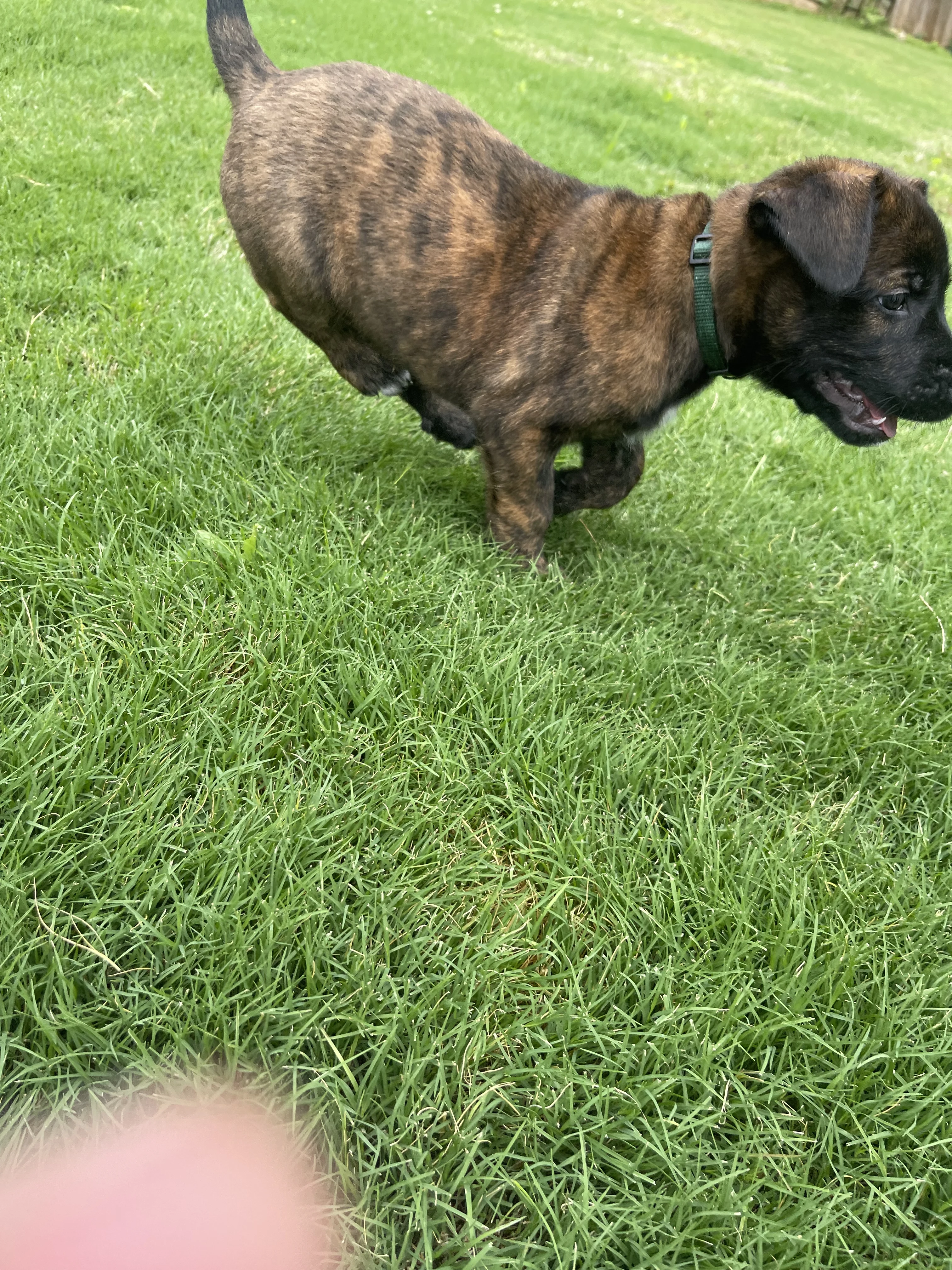 Bumi from the Ranger x Mila litter during puppy evaluation and development.