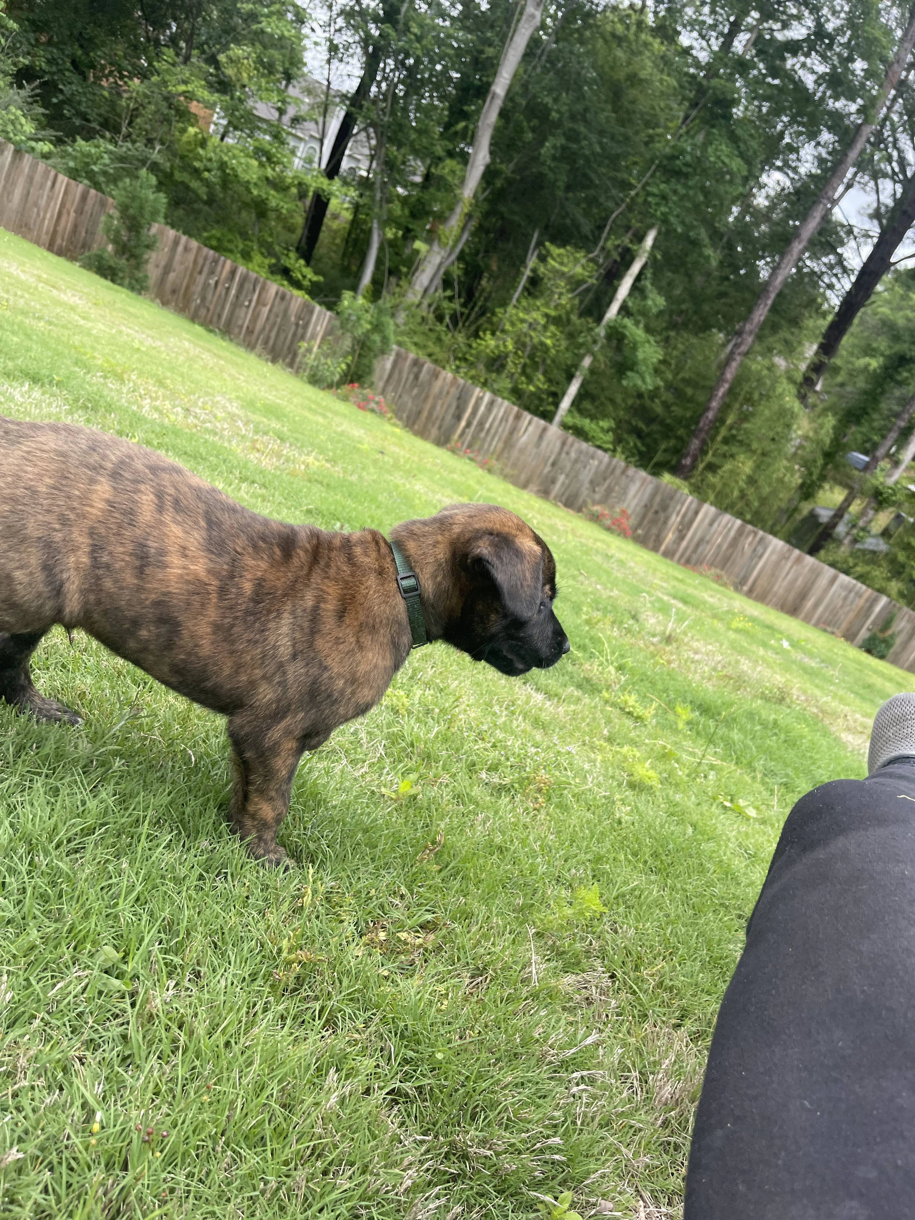 Bumi from the Ranger x Mila litter during puppy evaluation and development.