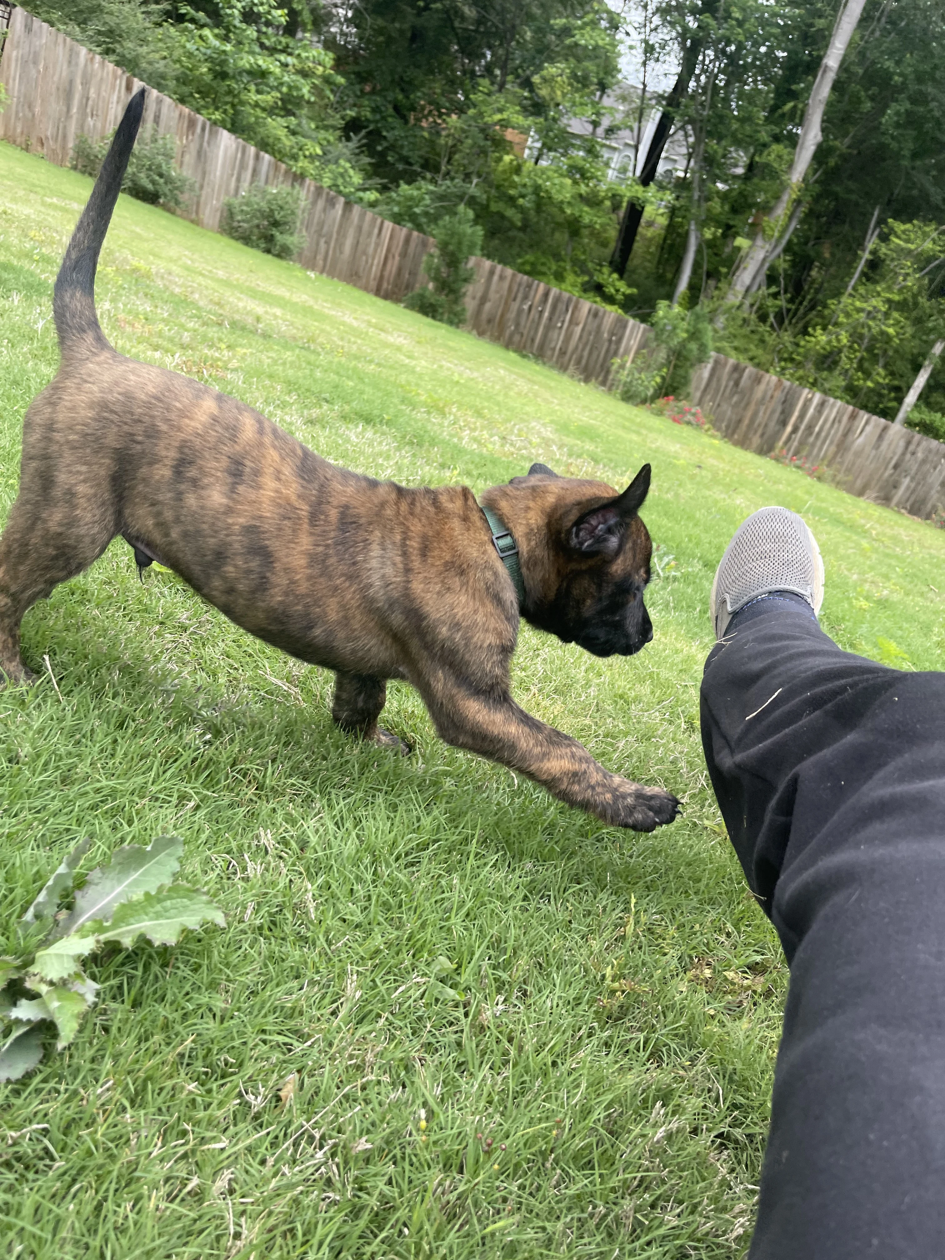 Bumi from the Ranger x Mila litter during puppy evaluation and development.