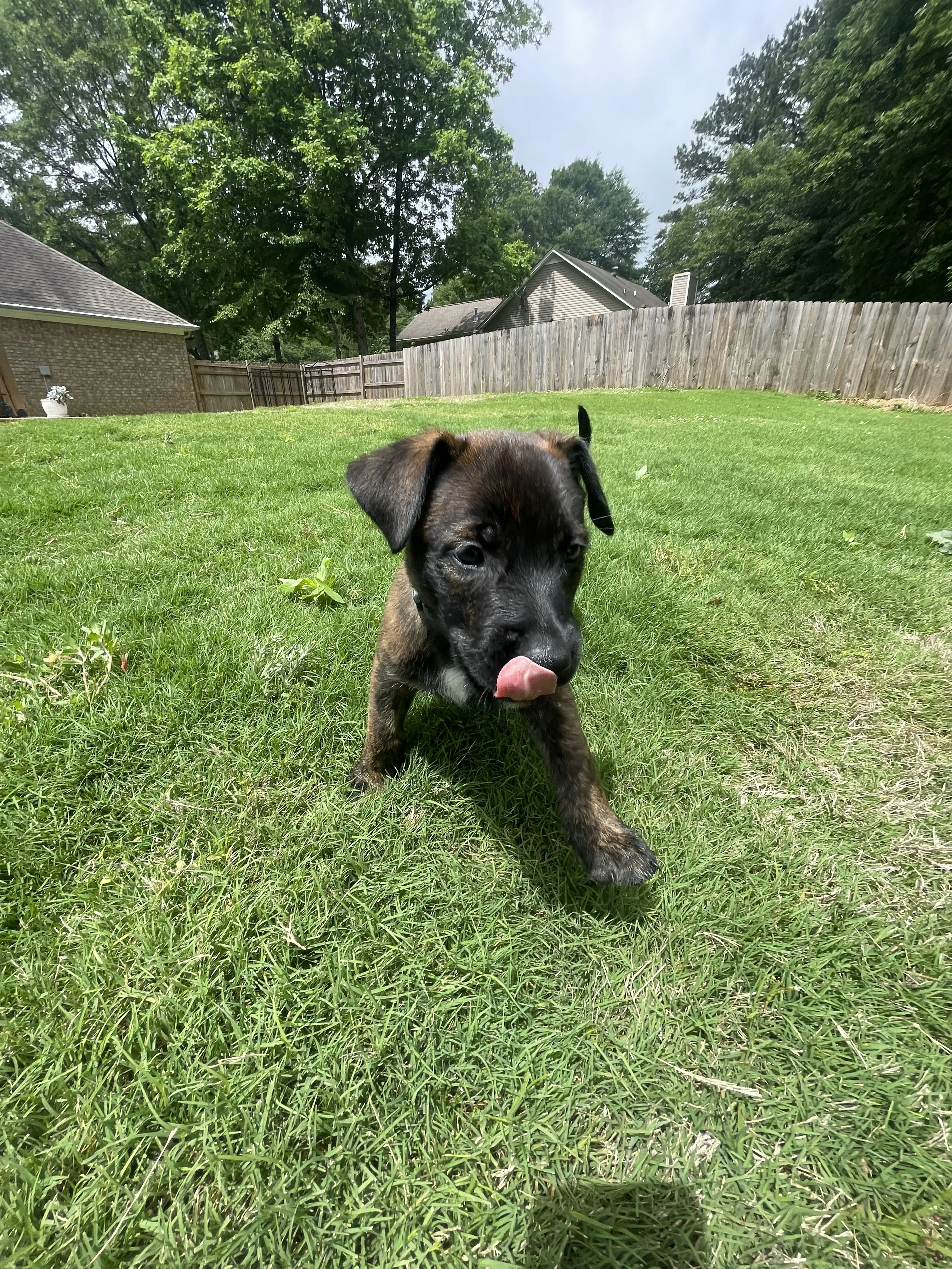 Bumi from the Ranger x Mila litter during puppy evaluation and development.