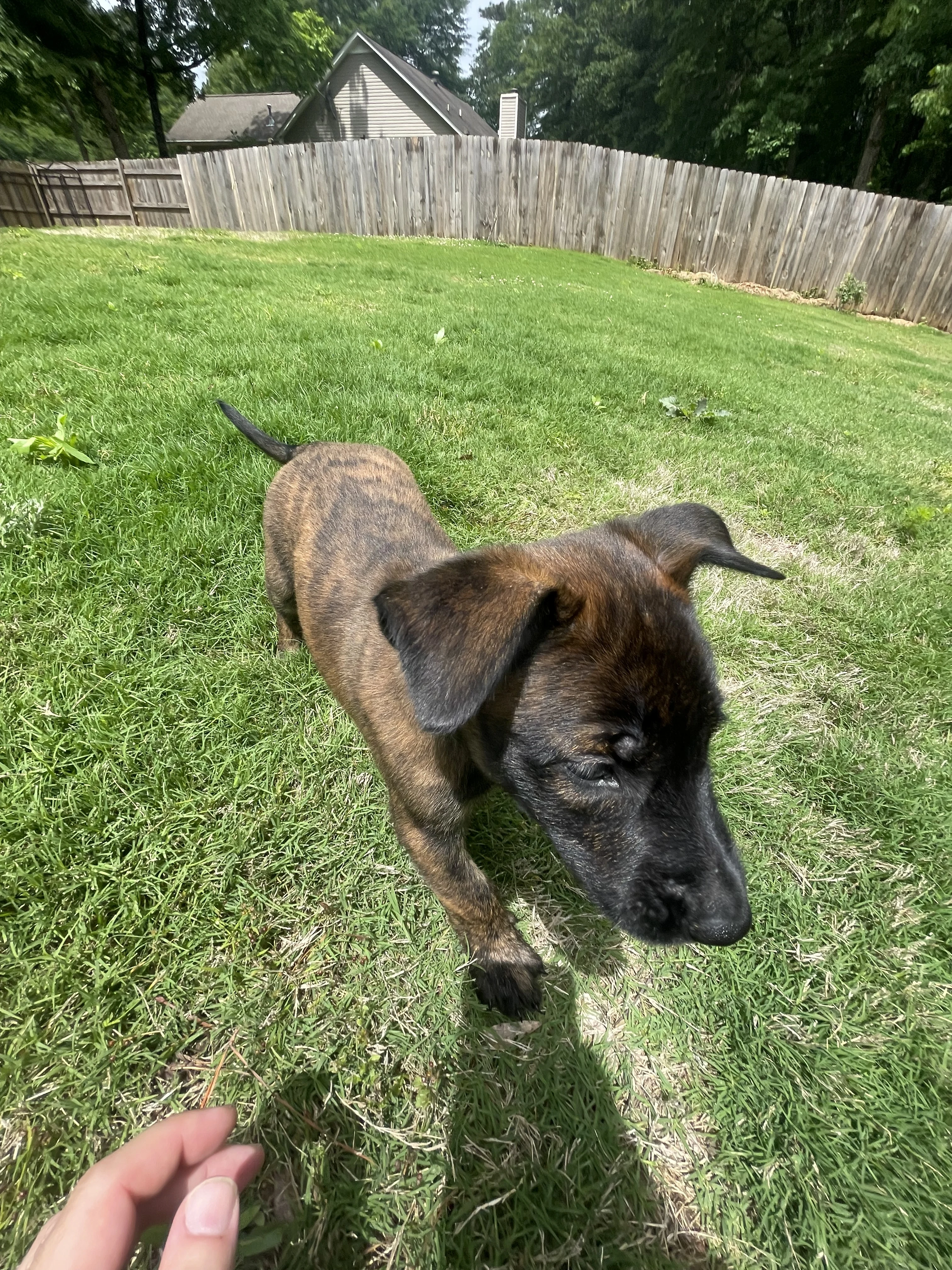 Bumi from the Ranger x Mila litter during puppy evaluation and development.