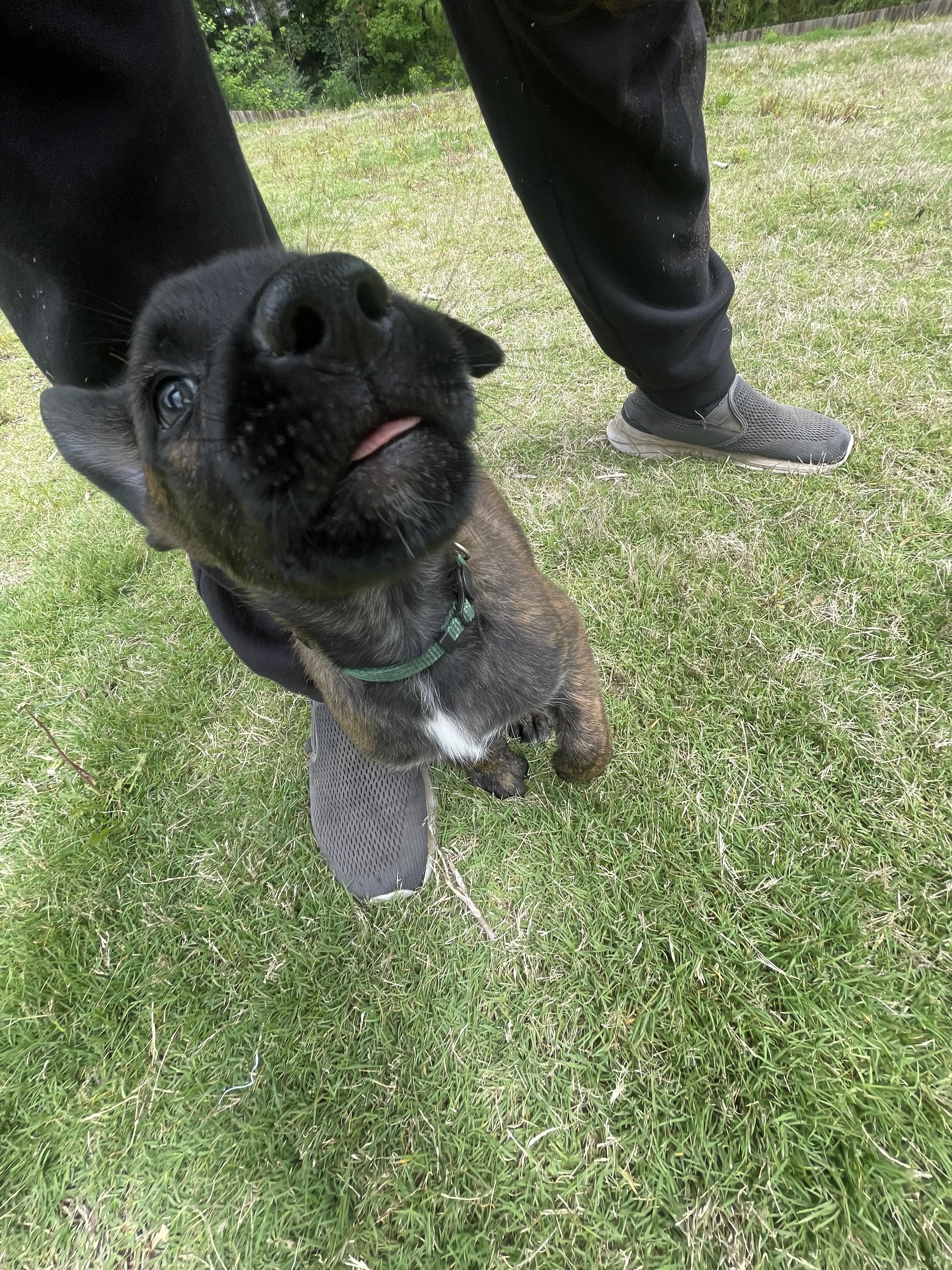 Bumi from the Ranger x Mila litter during puppy evaluation and development.
