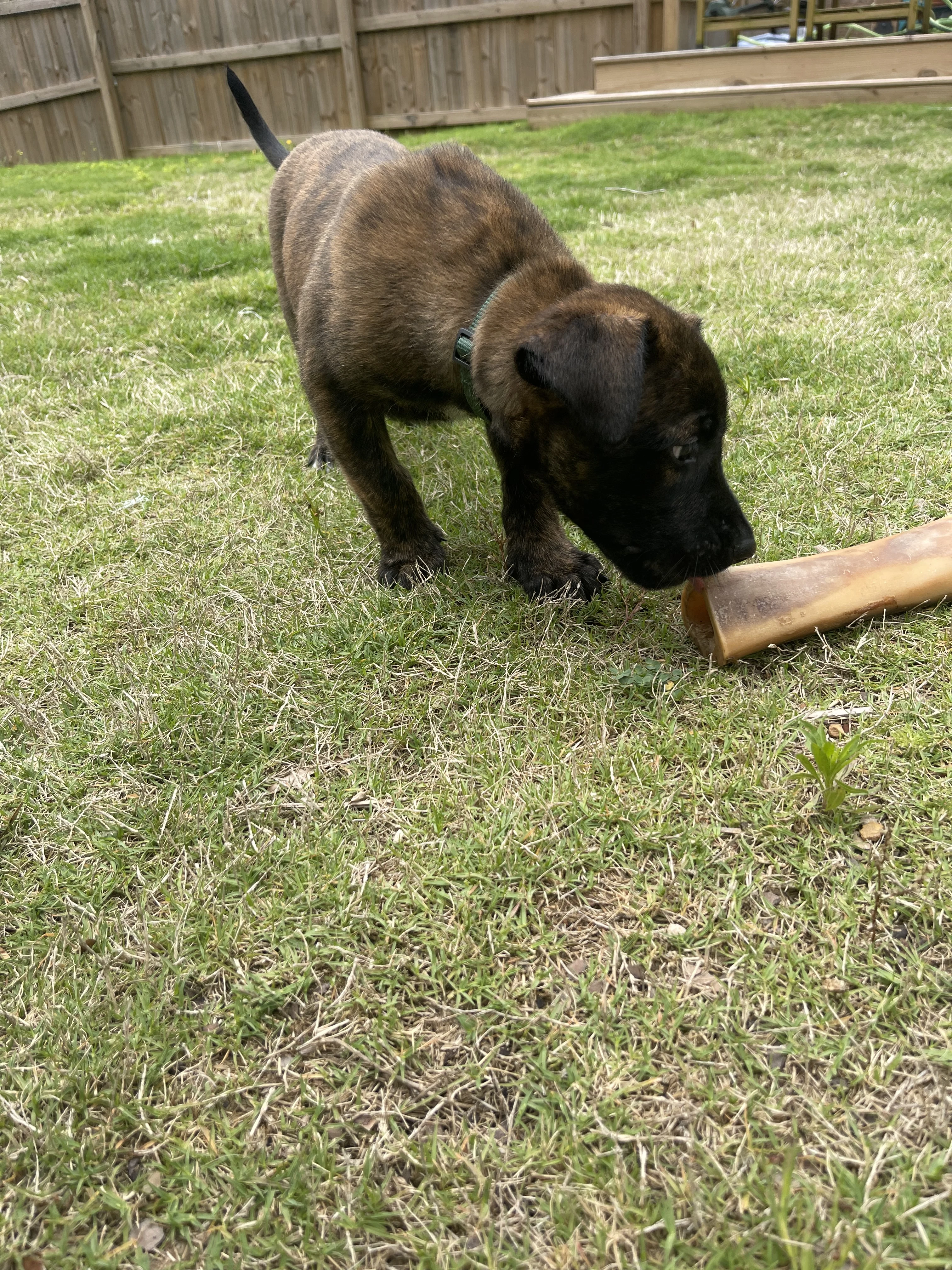 Bumi from the Ranger x Mila litter during puppy evaluation and development.