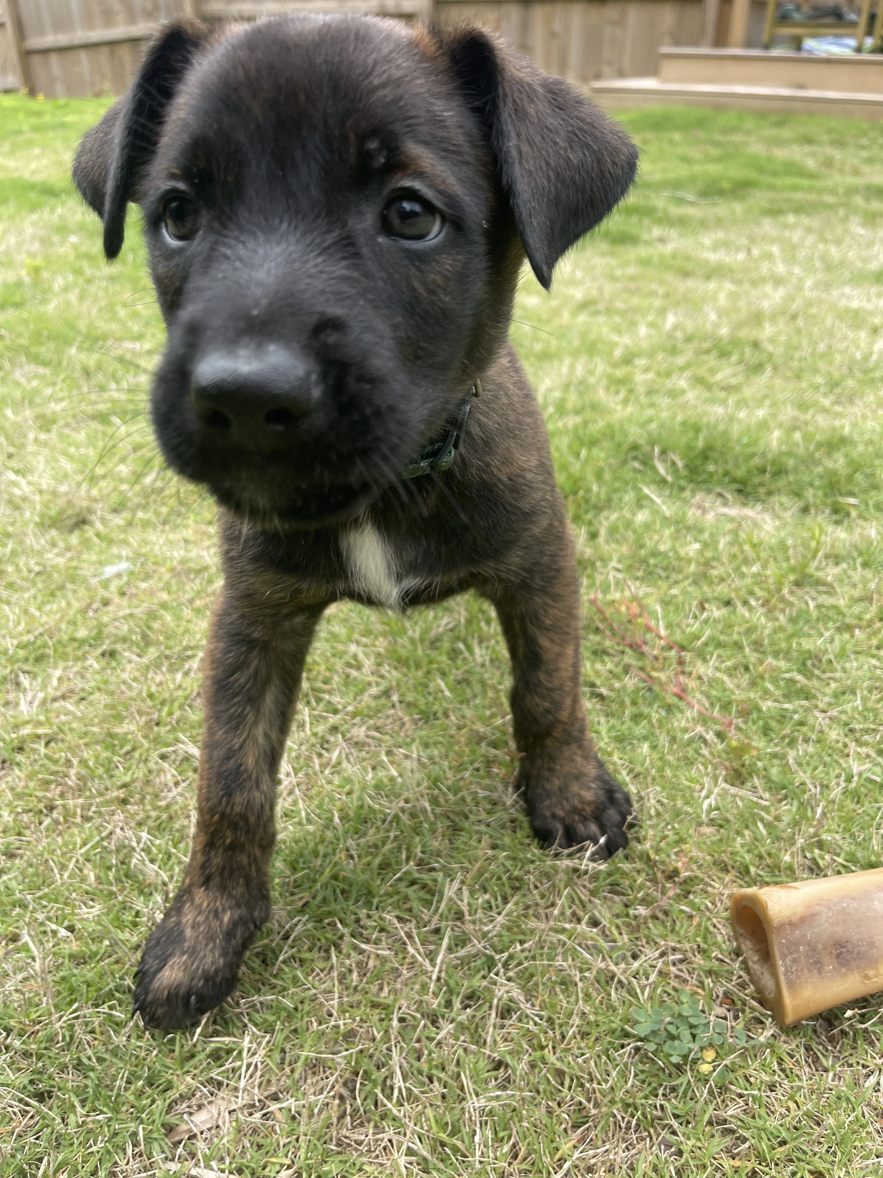 Bumi from the Ranger x Mila litter during puppy evaluation and development.