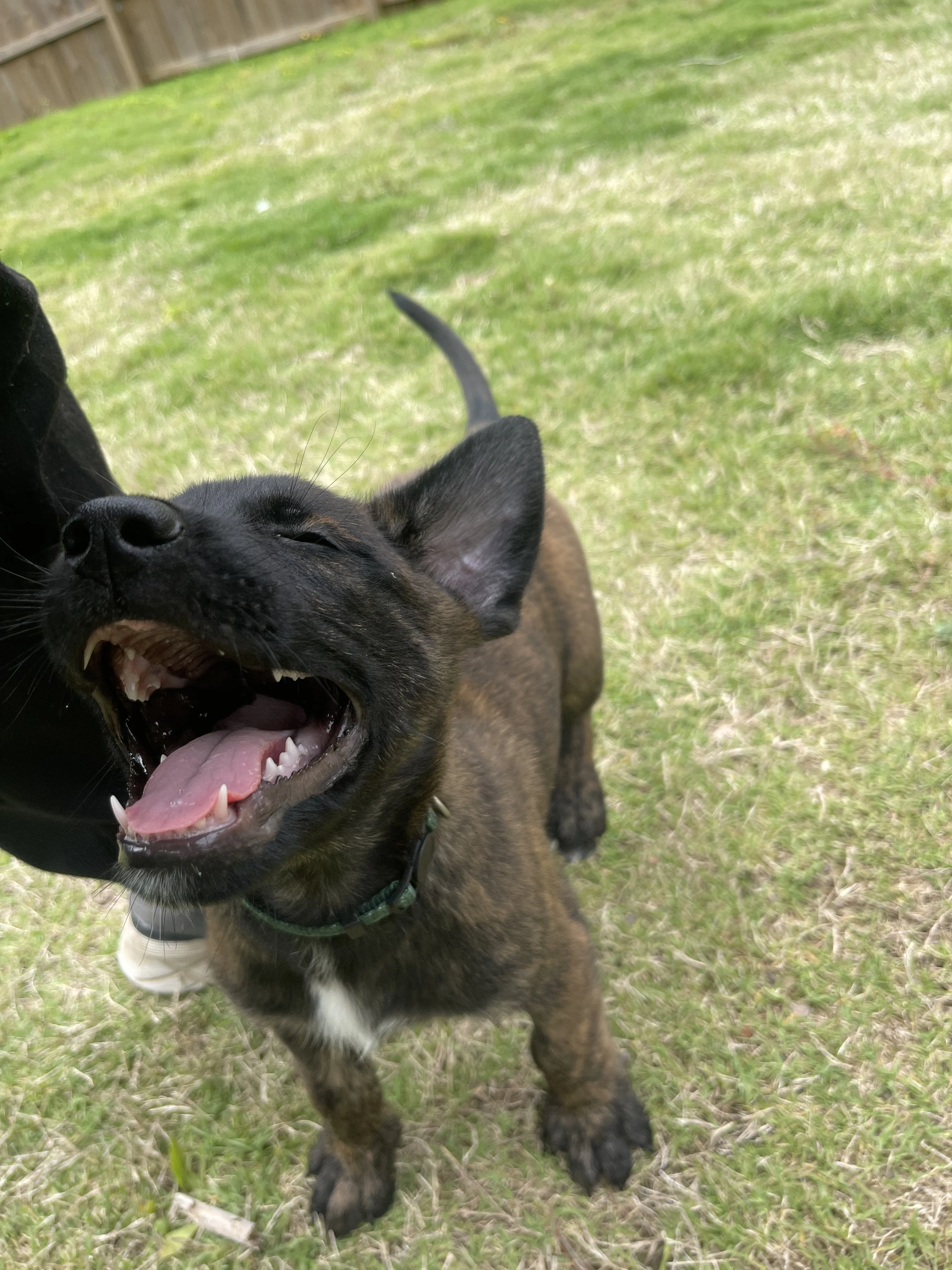 Bumi from the Ranger x Mila litter during puppy evaluation and development.