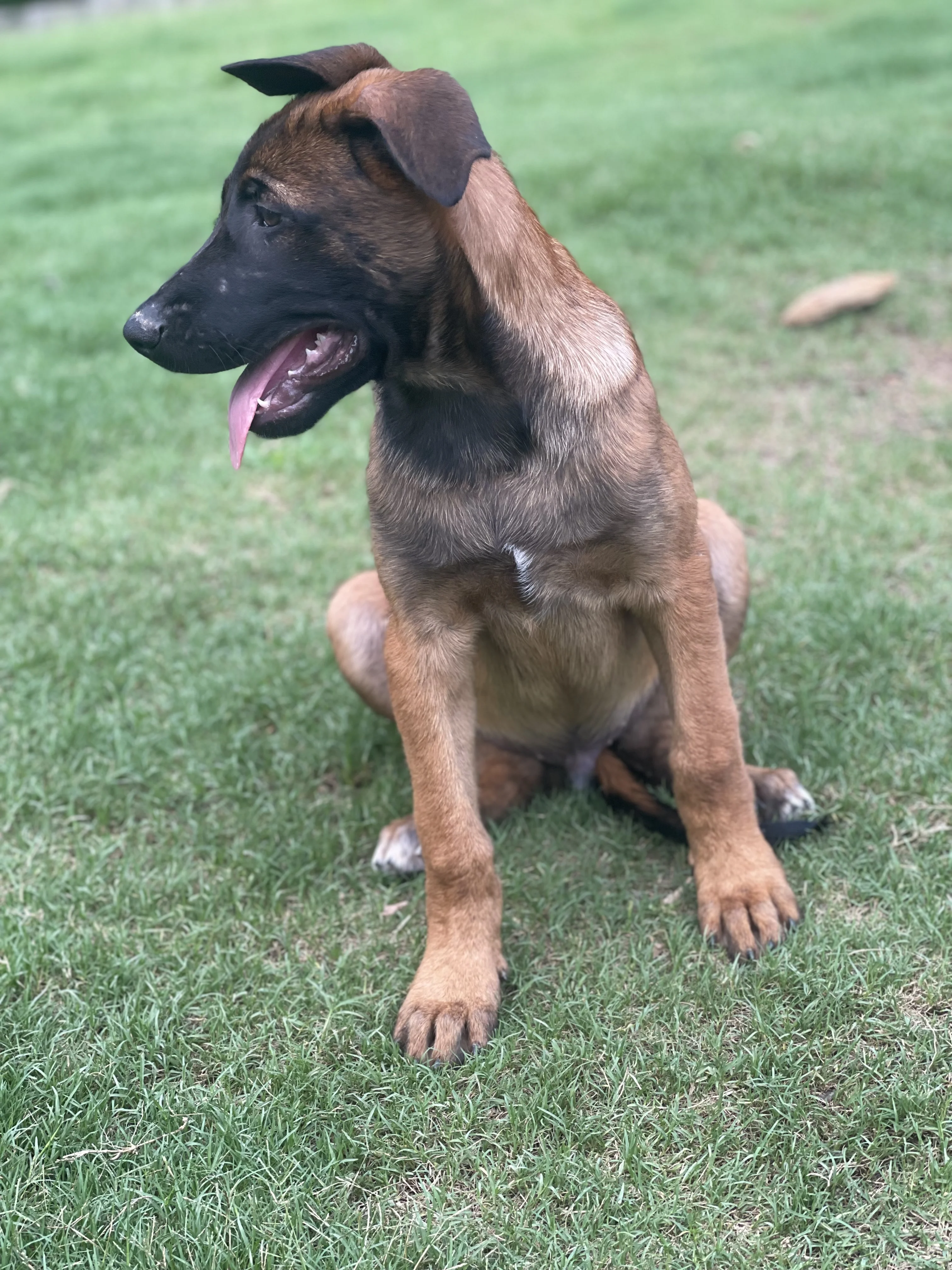 Hakoda from the Ranger x Mila litter during puppy evaluation and development.