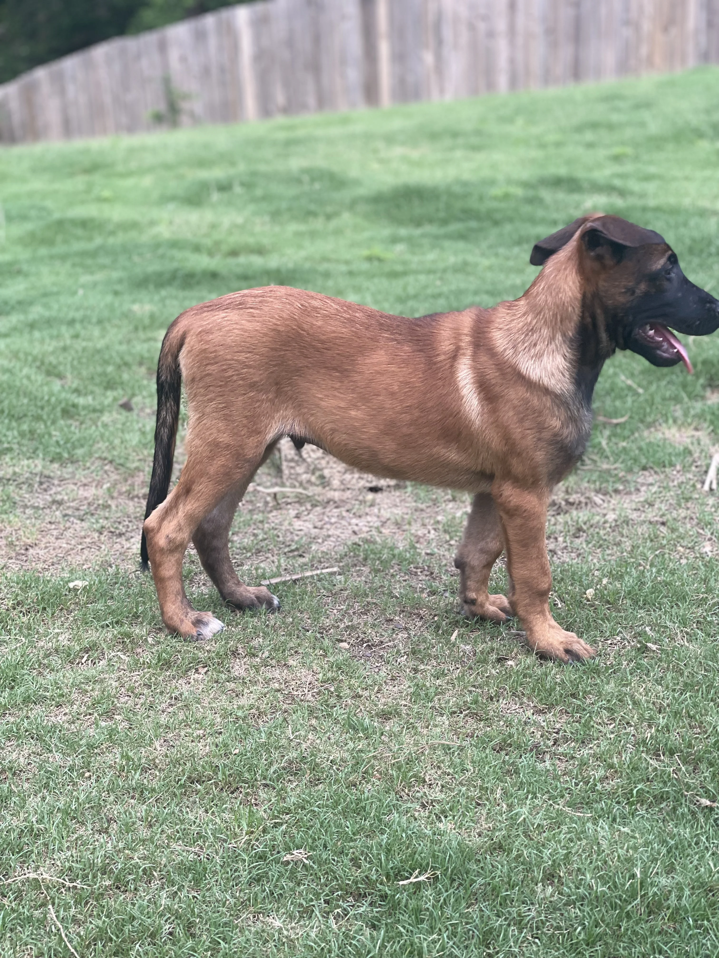 Hakoda from the Ranger x Mila litter during puppy evaluation and development.