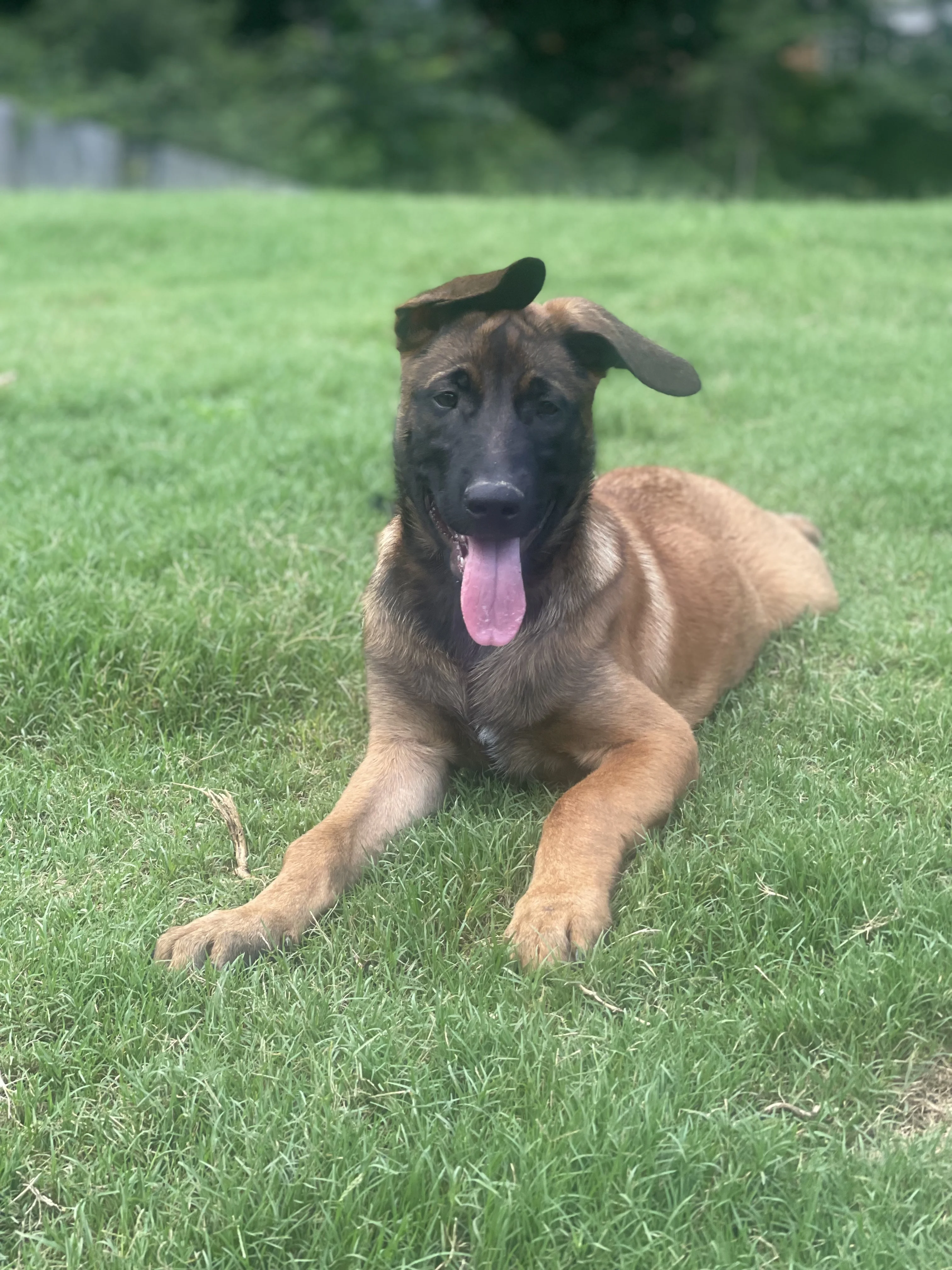 Hakoda from the Ranger x Mila litter during puppy evaluation and development.