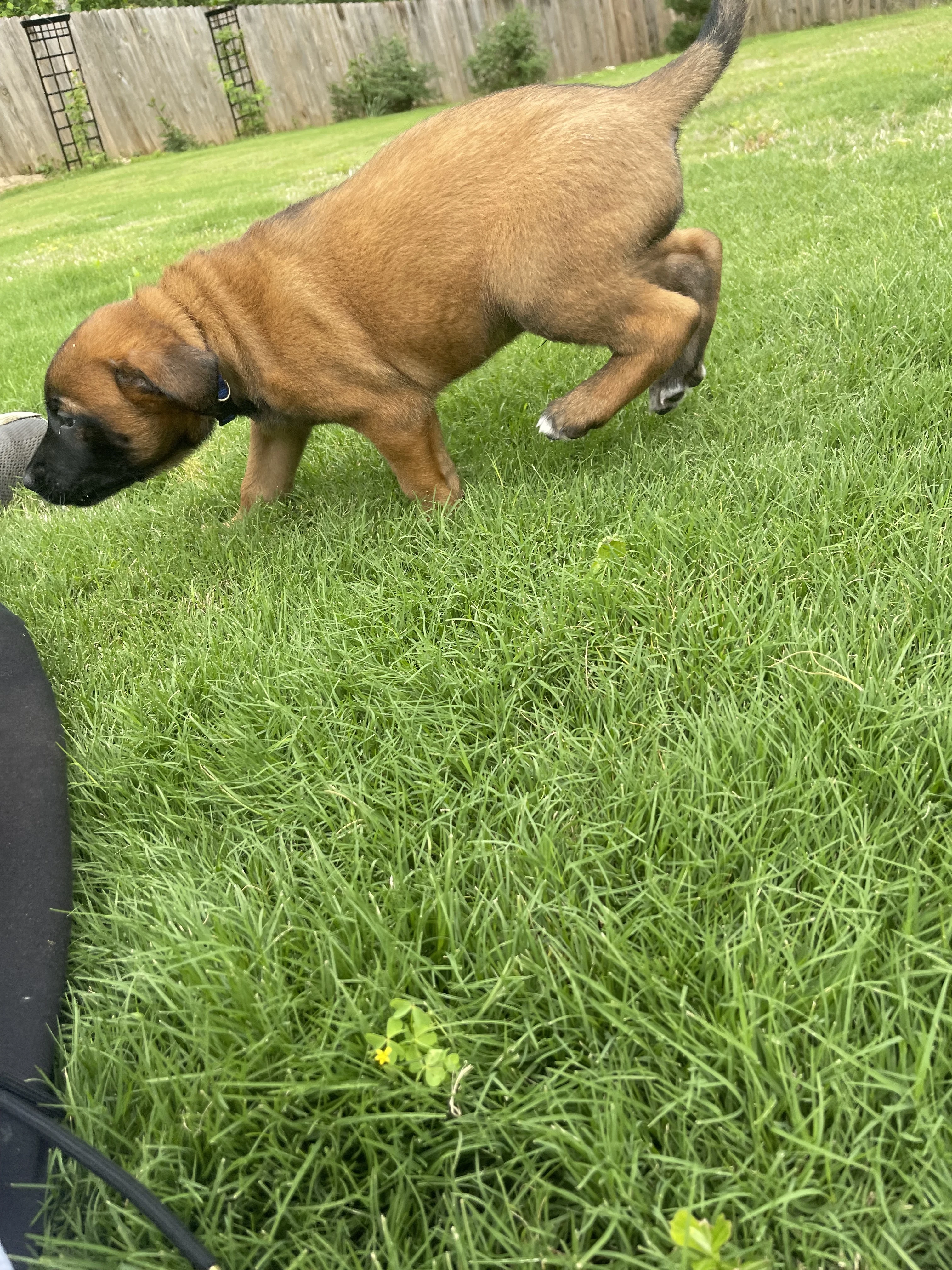 Hakoda from the Ranger x Mila litter during puppy evaluation and development.