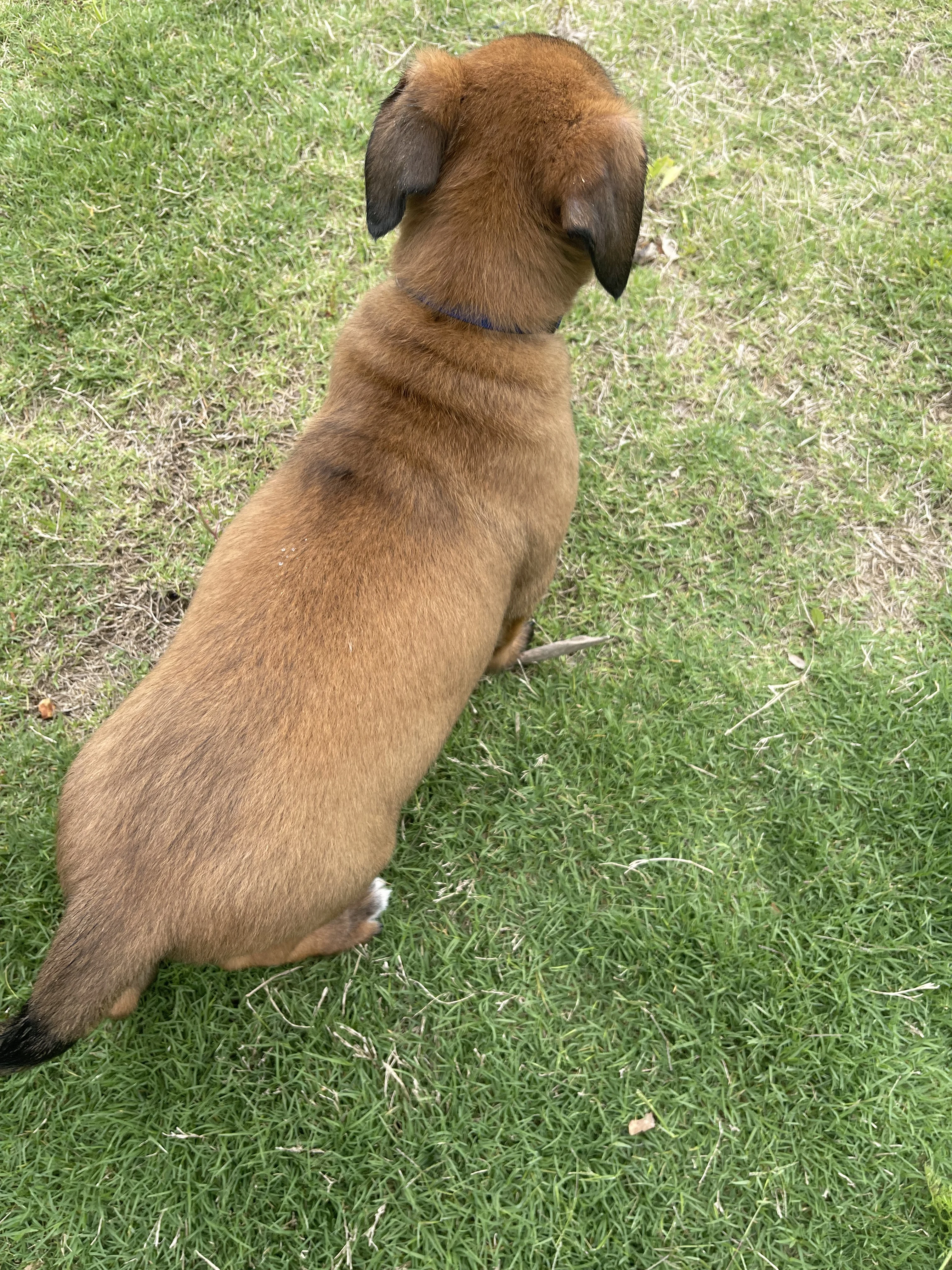 Hakoda from the Ranger x Mila litter during puppy evaluation and development.