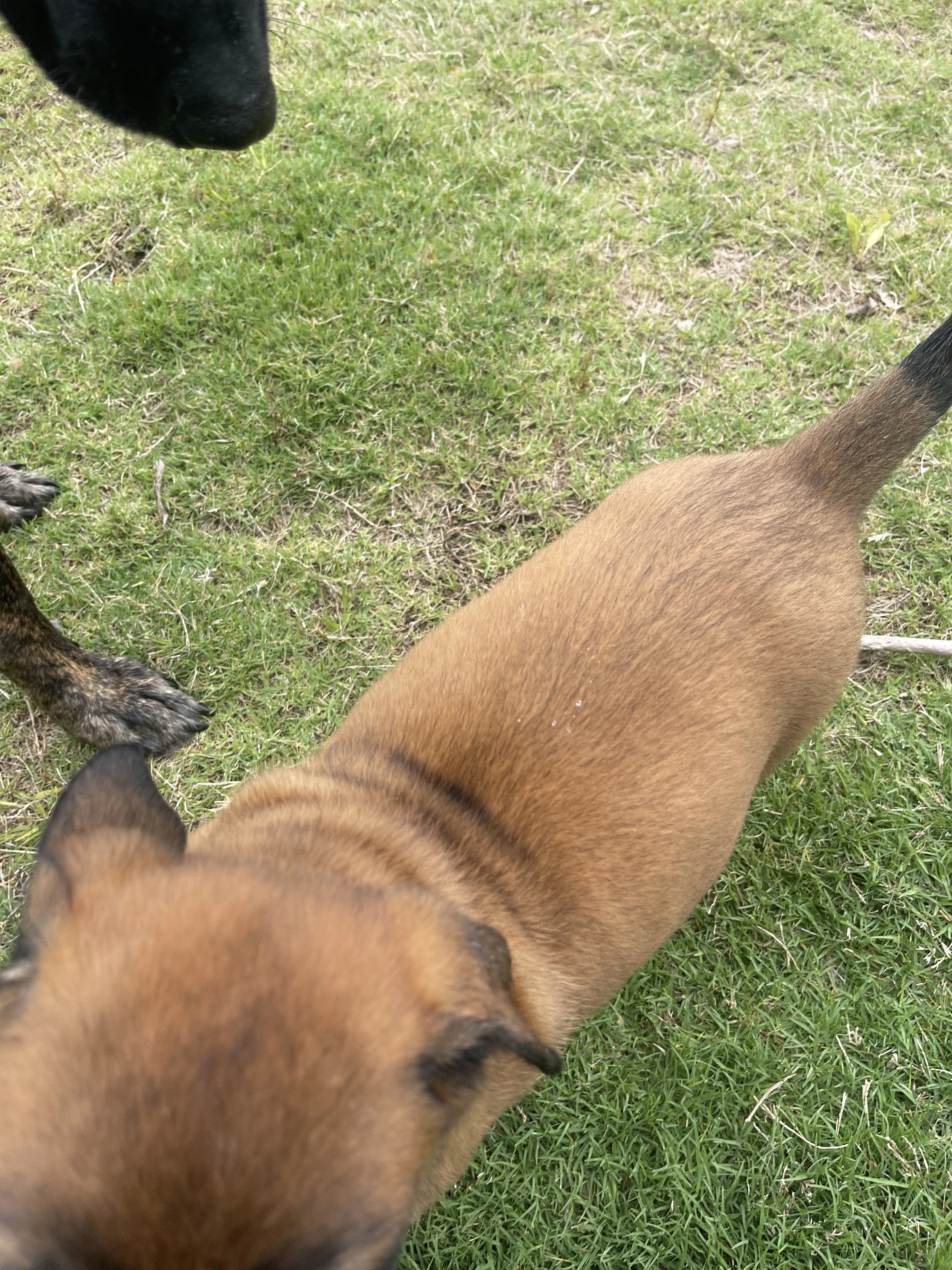 Hakoda from the Ranger x Mila litter during puppy evaluation and development.