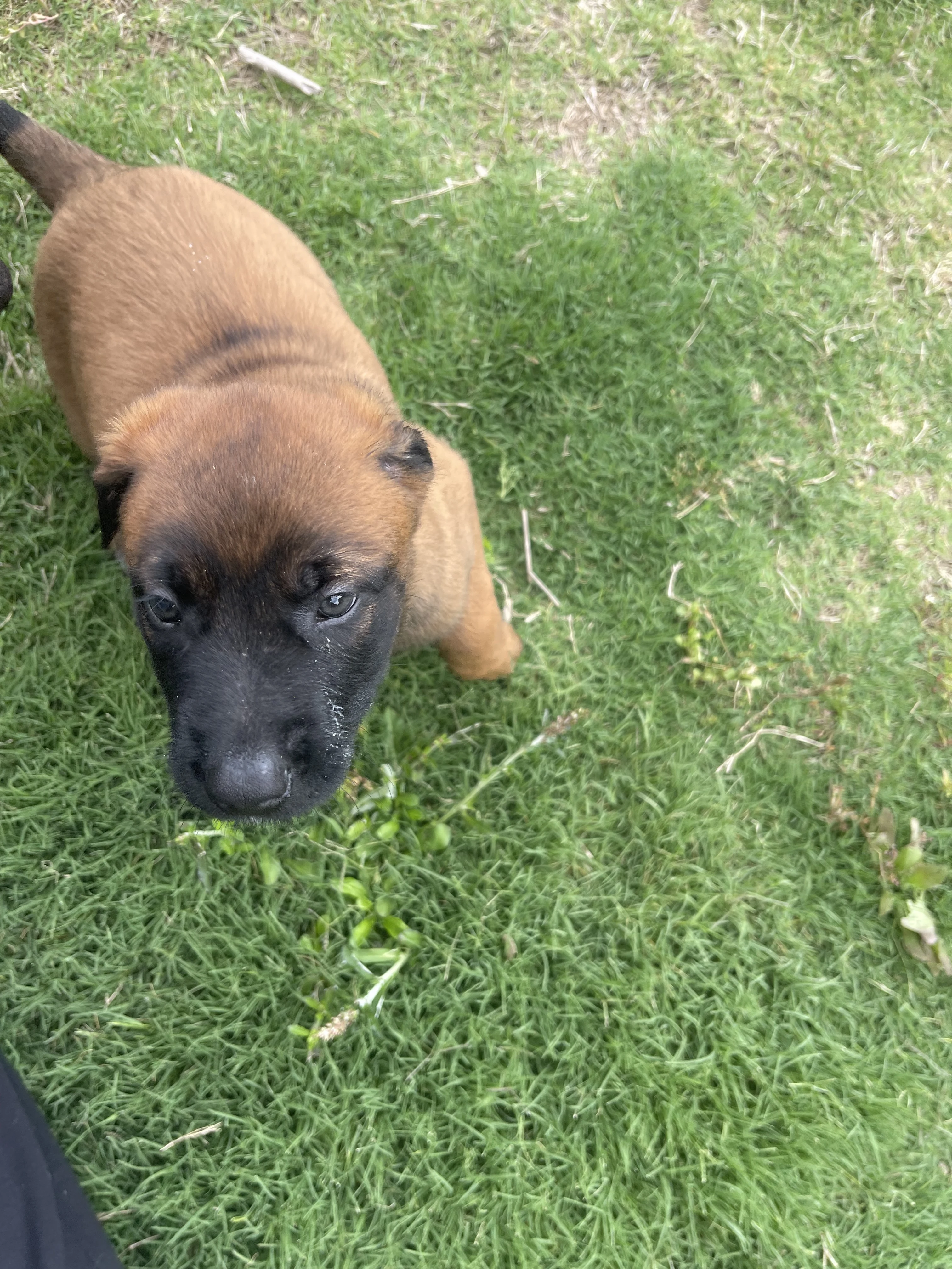 Hakoda from the Ranger x Mila litter during puppy evaluation and development.