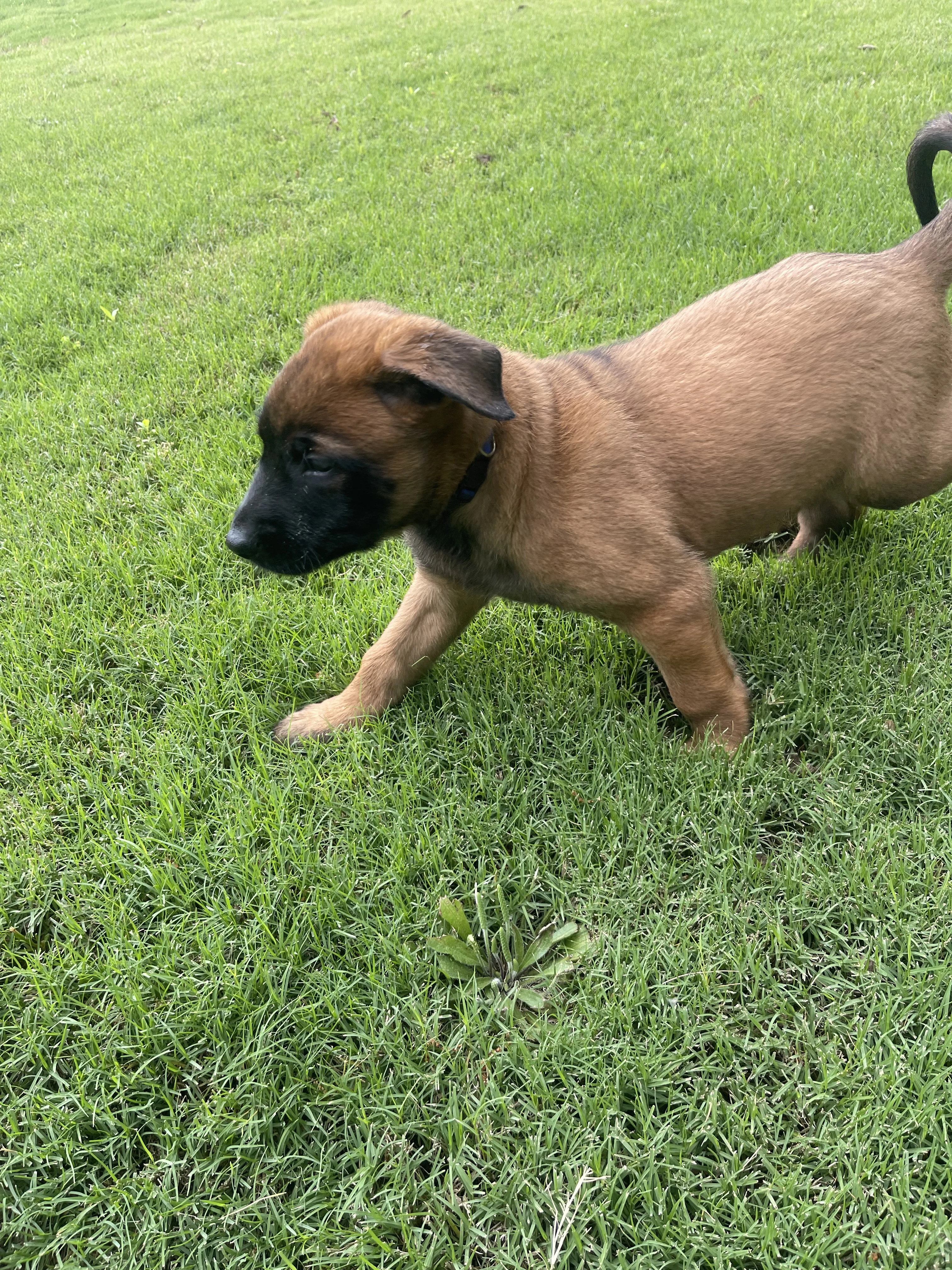Hakoda from the Ranger x Mila litter during puppy evaluation and development.
