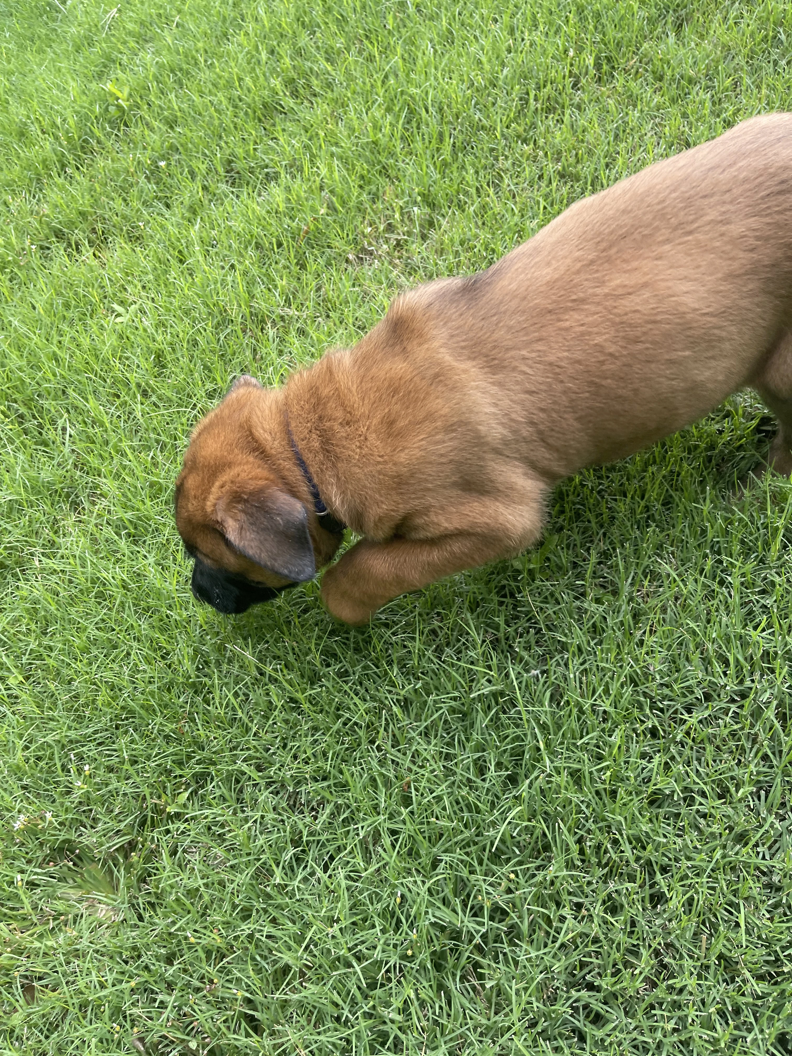 Hakoda from the Ranger x Mila litter during puppy evaluation and development.