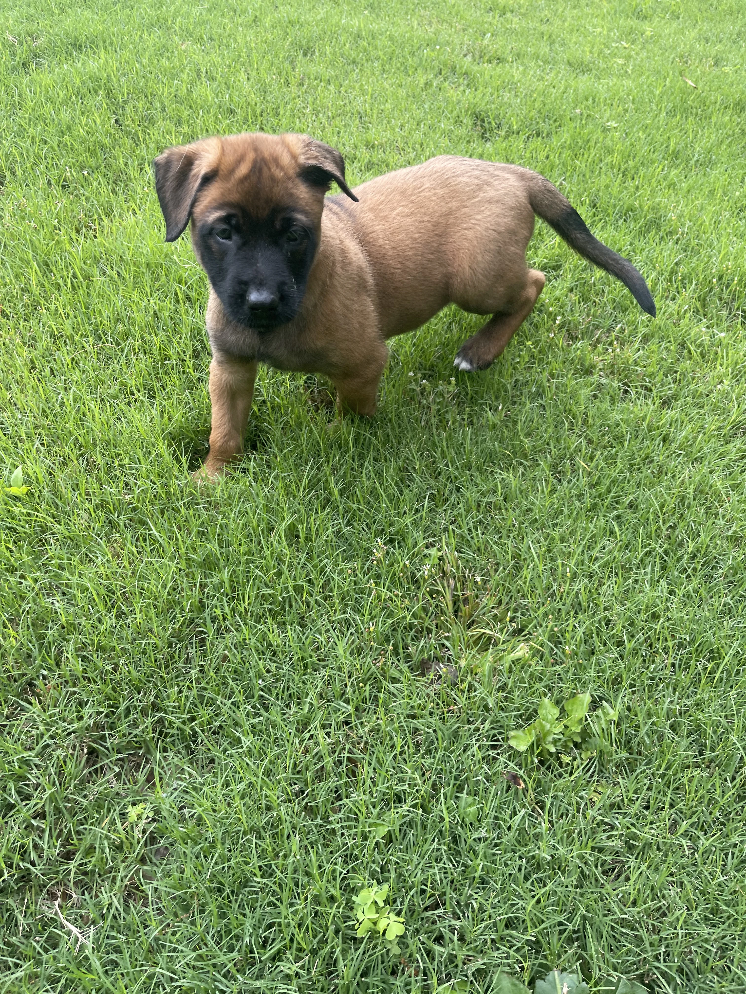 Hakoda from the Ranger x Mila litter during puppy evaluation and development.
