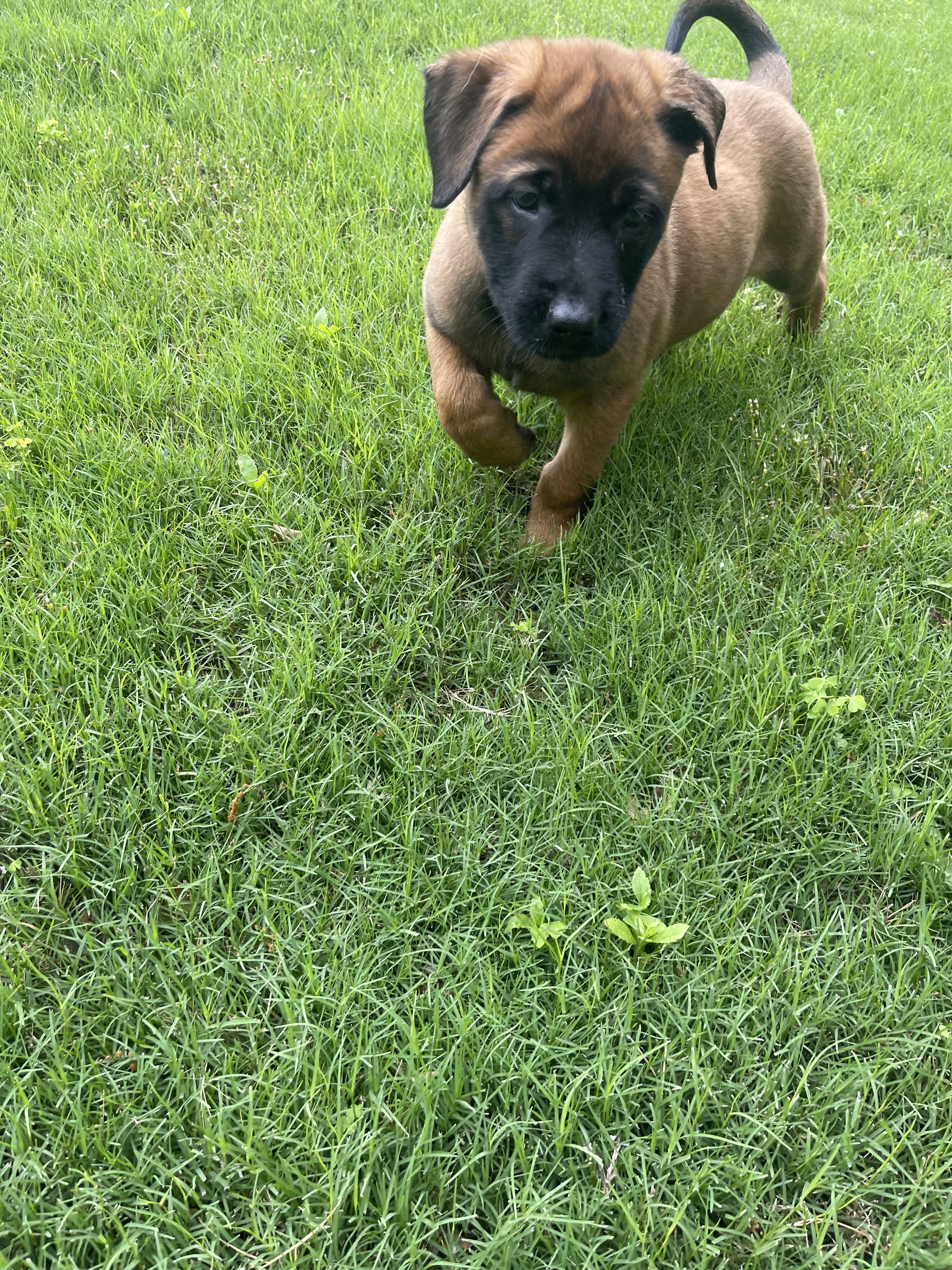 Hakoda from the Ranger x Mila litter during puppy evaluation and development.