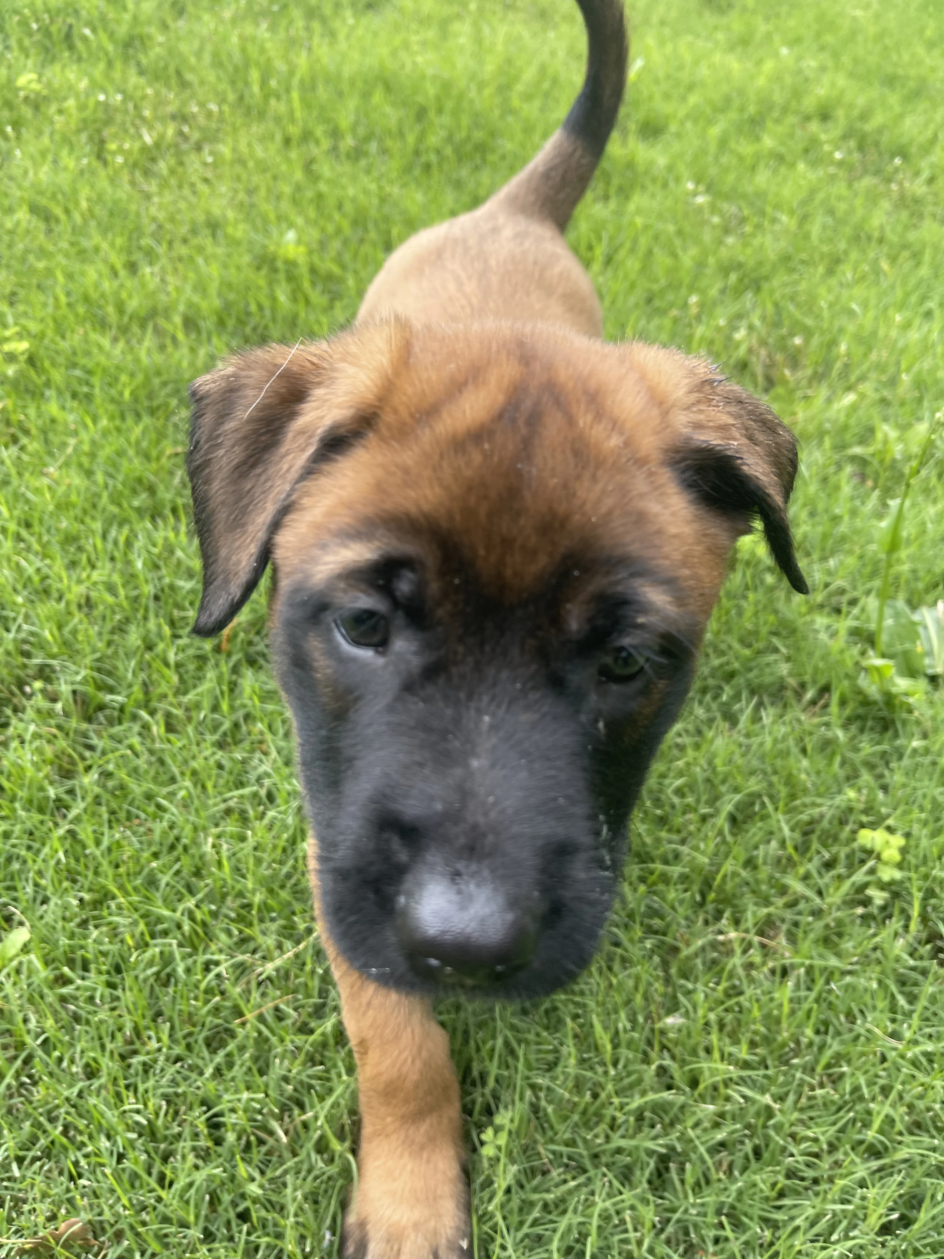 Hakoda from the Ranger x Mila litter during puppy evaluation and development.