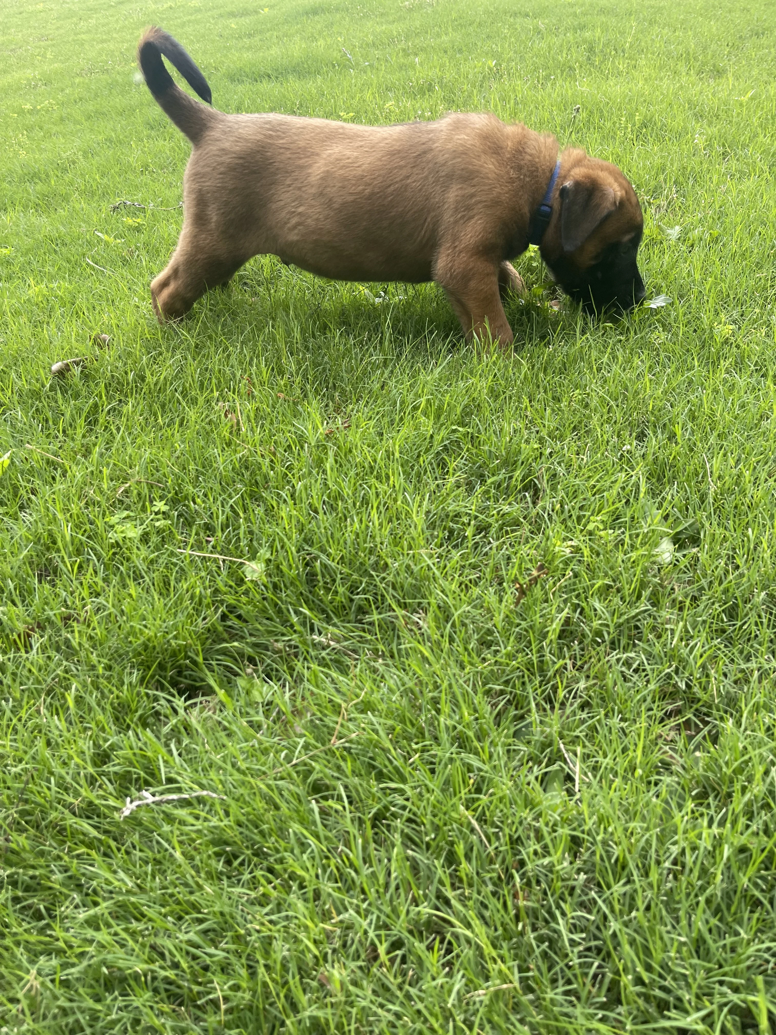Hakoda from the Ranger x Mila litter during puppy evaluation and development.
