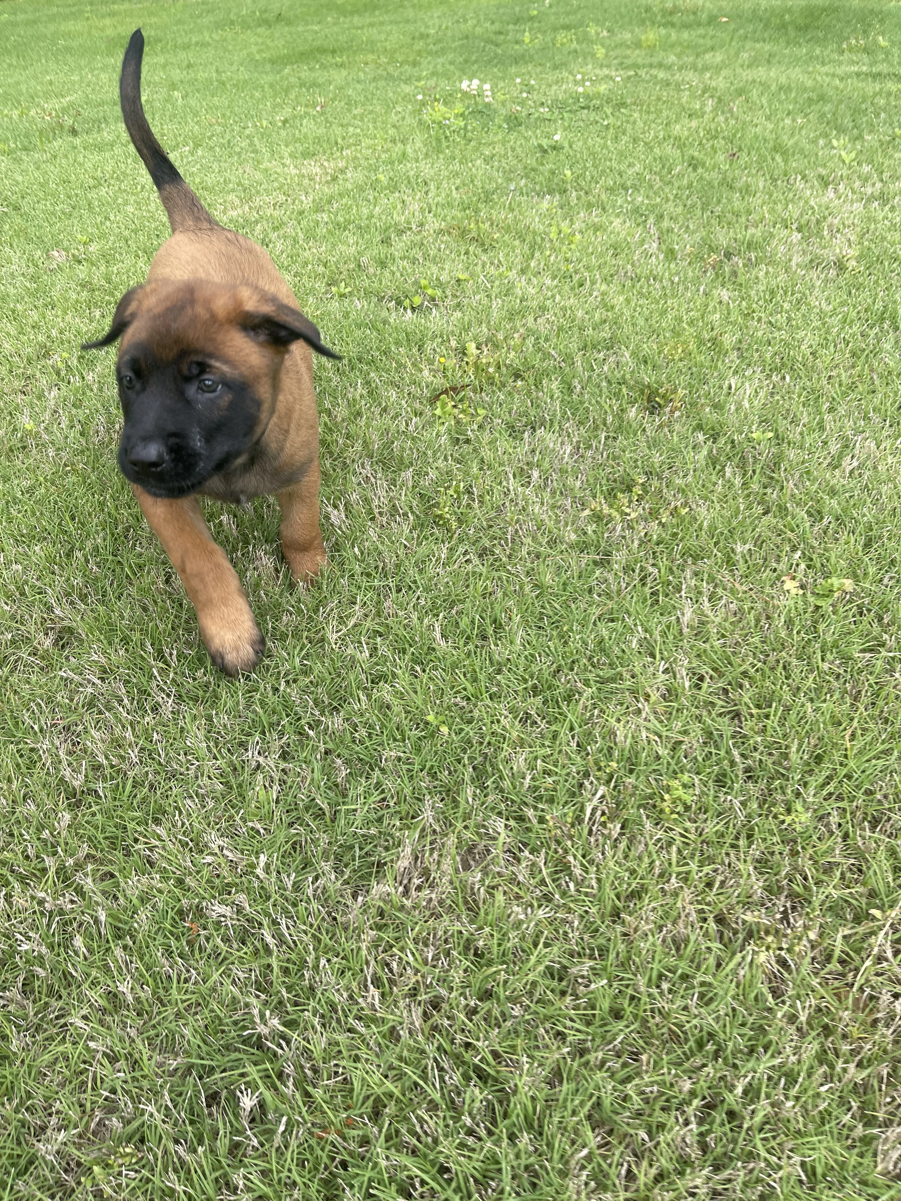 Hakoda from the Ranger x Mila litter during puppy evaluation and development.