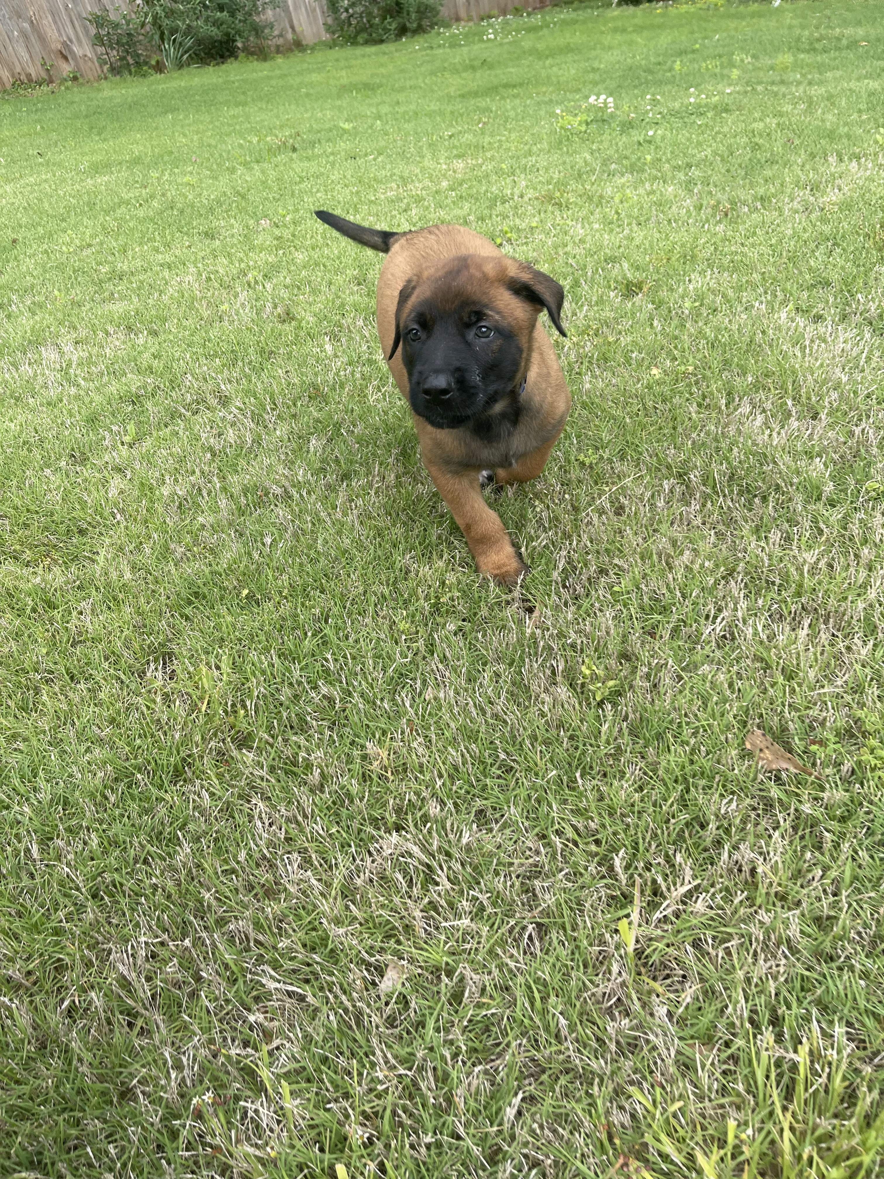 Hakoda from the Ranger x Mila litter during puppy evaluation and development.