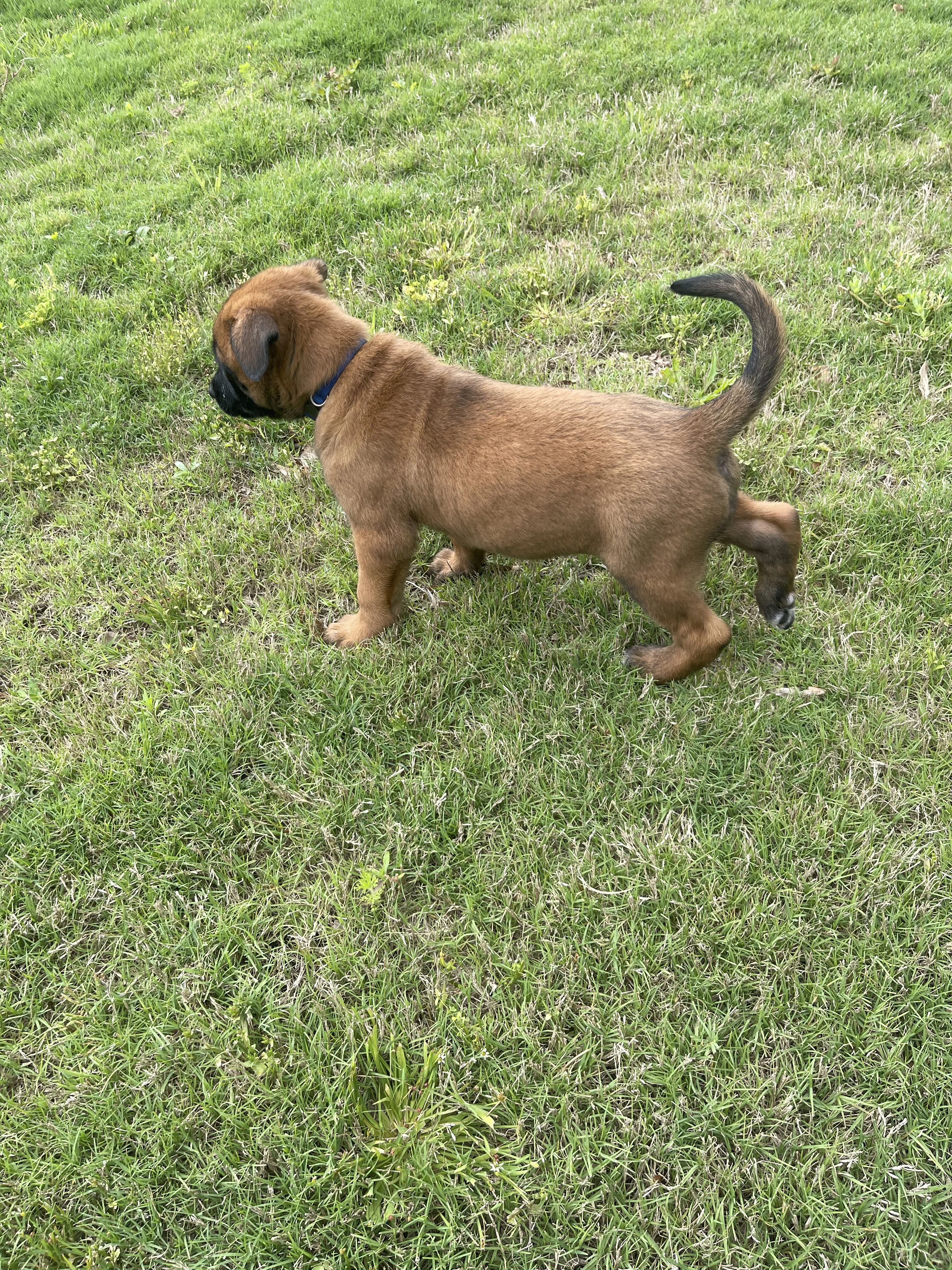 Hakoda from the Ranger x Mila litter during puppy evaluation and development.