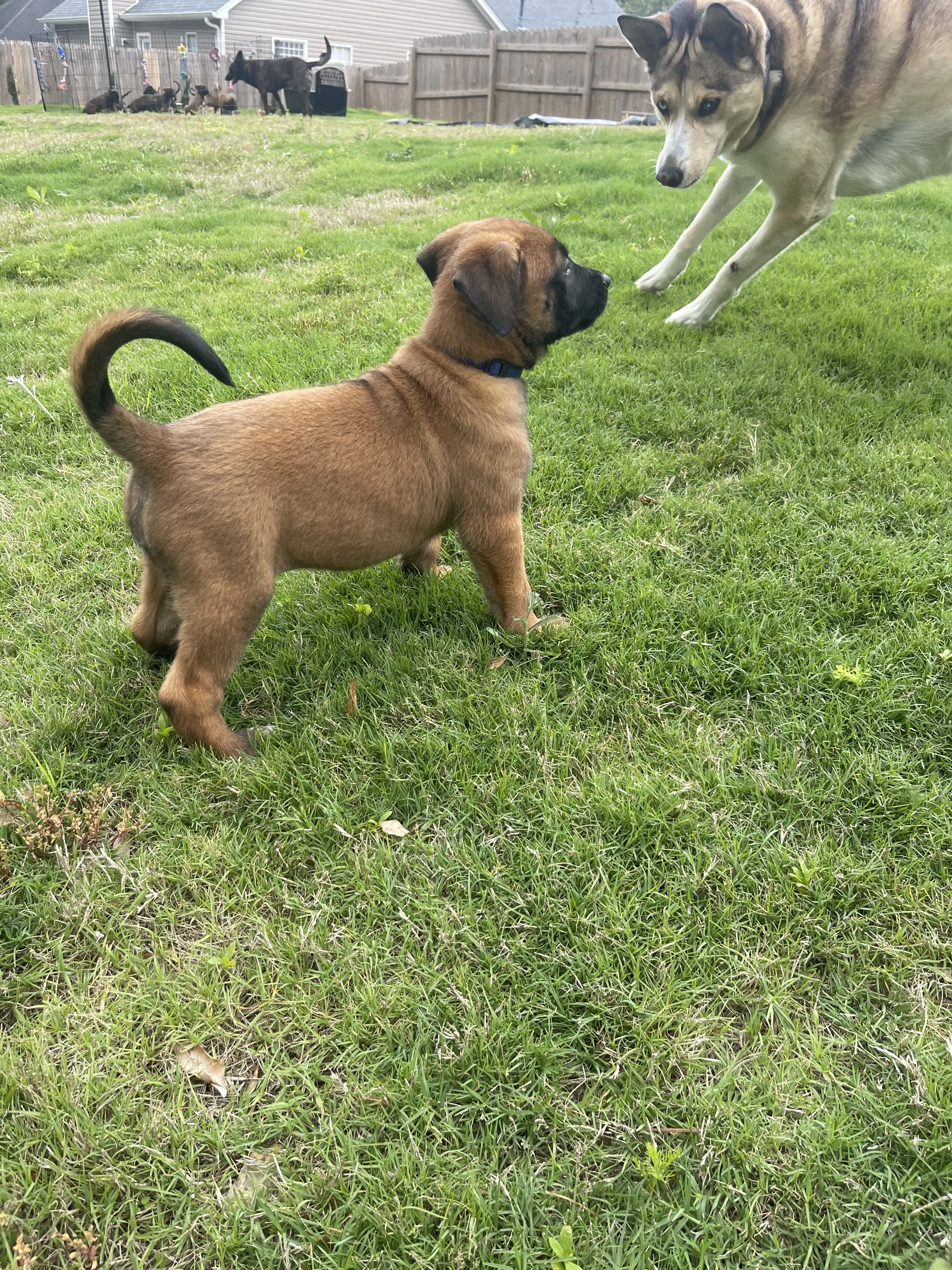 Hakoda from the Ranger x Mila litter during puppy evaluation and development.