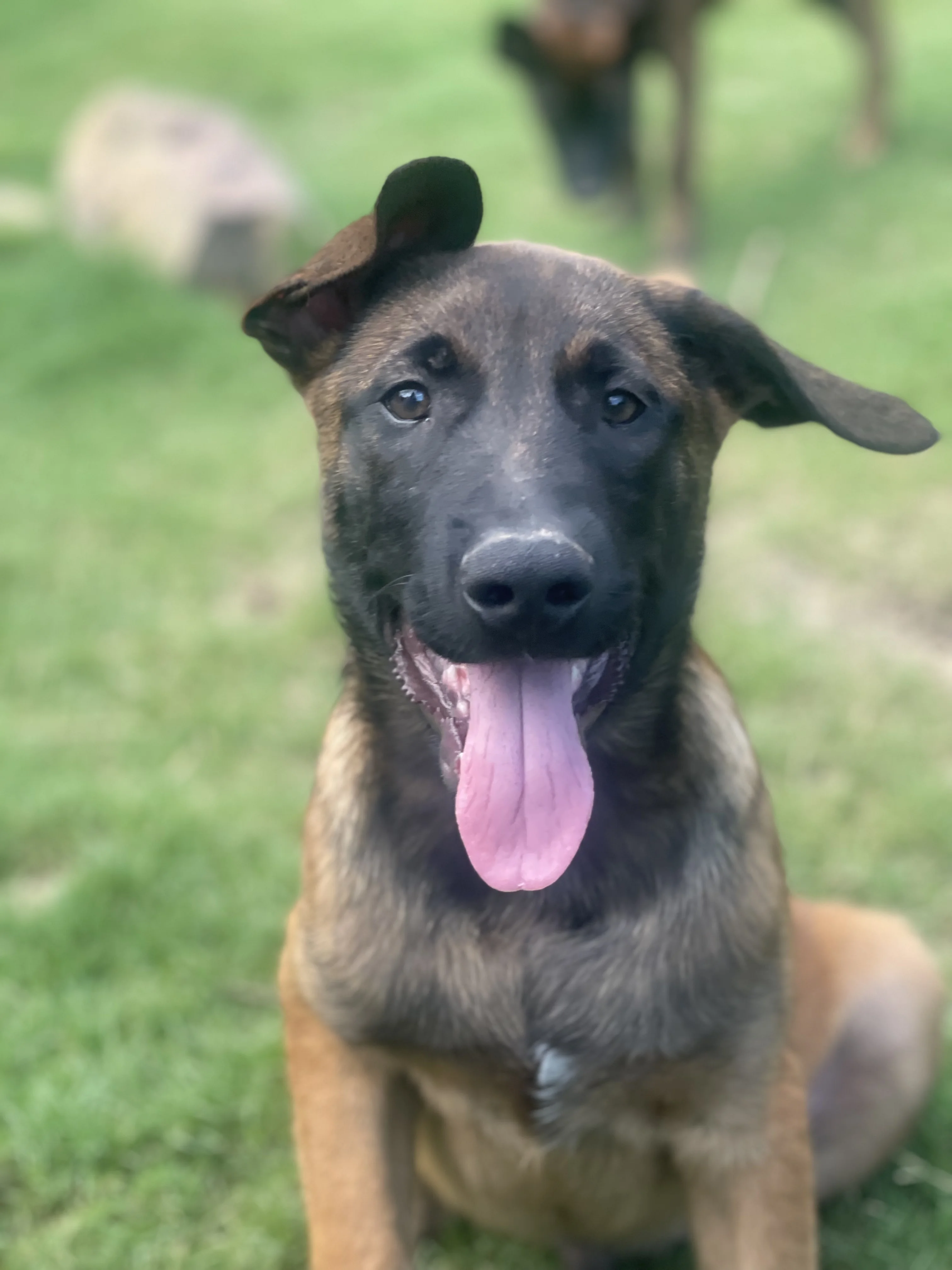 Hakoda, Dark Blue-collar male puppy.
