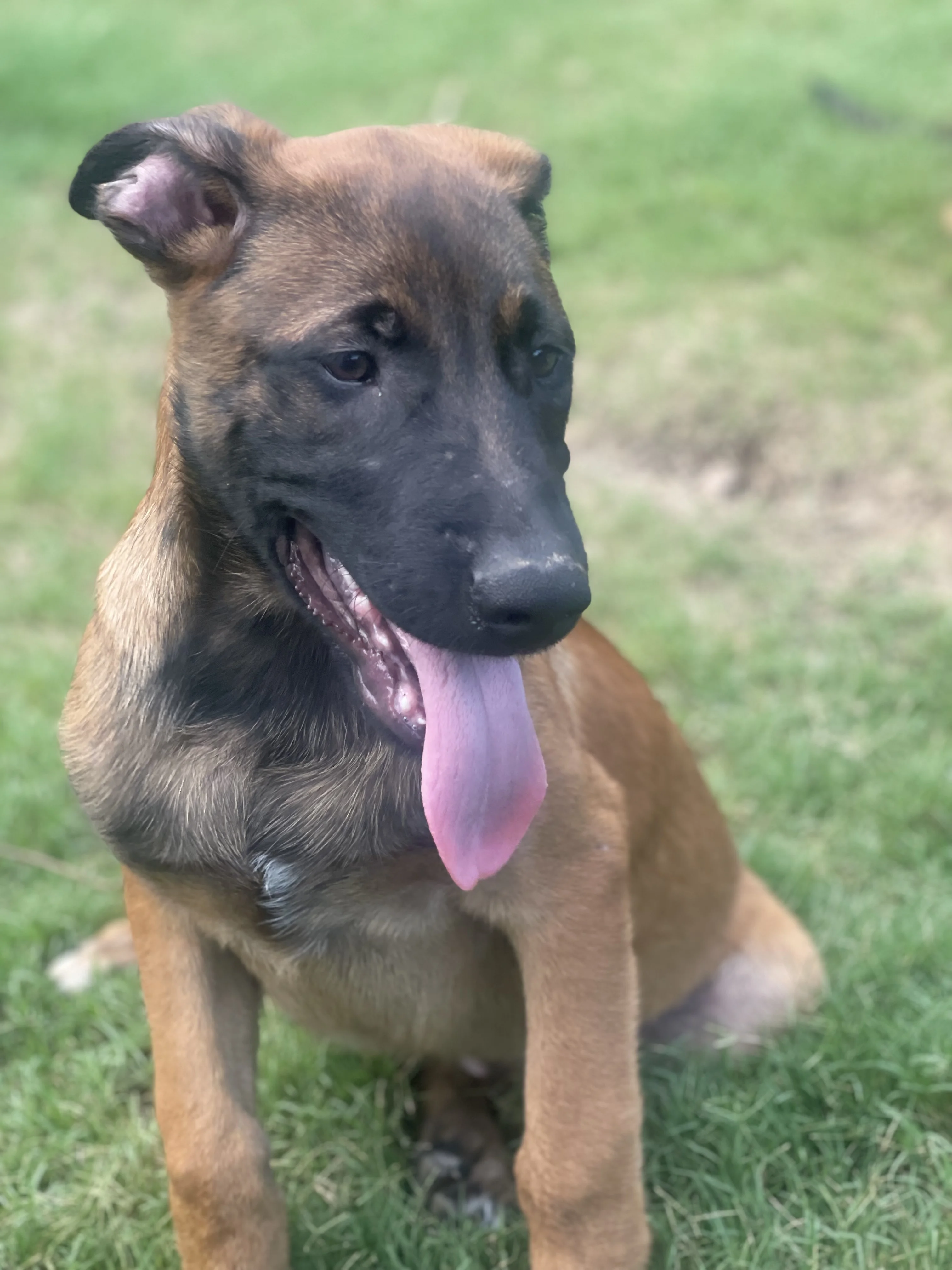 Hakoda from the Ranger x Mila litter during puppy evaluation and development.
