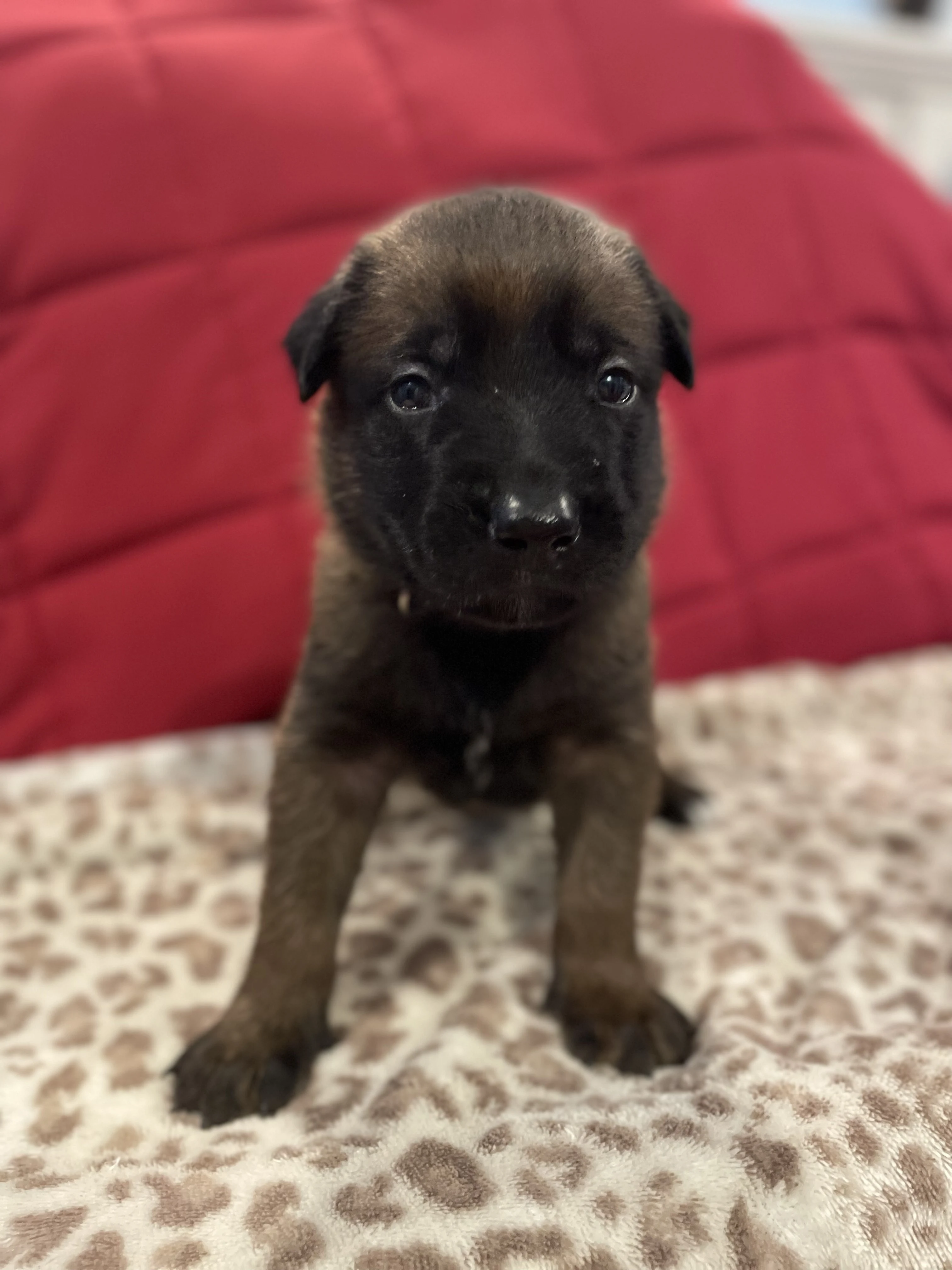 Hakoda from the Ranger x Mila litter during puppy evaluation and development.