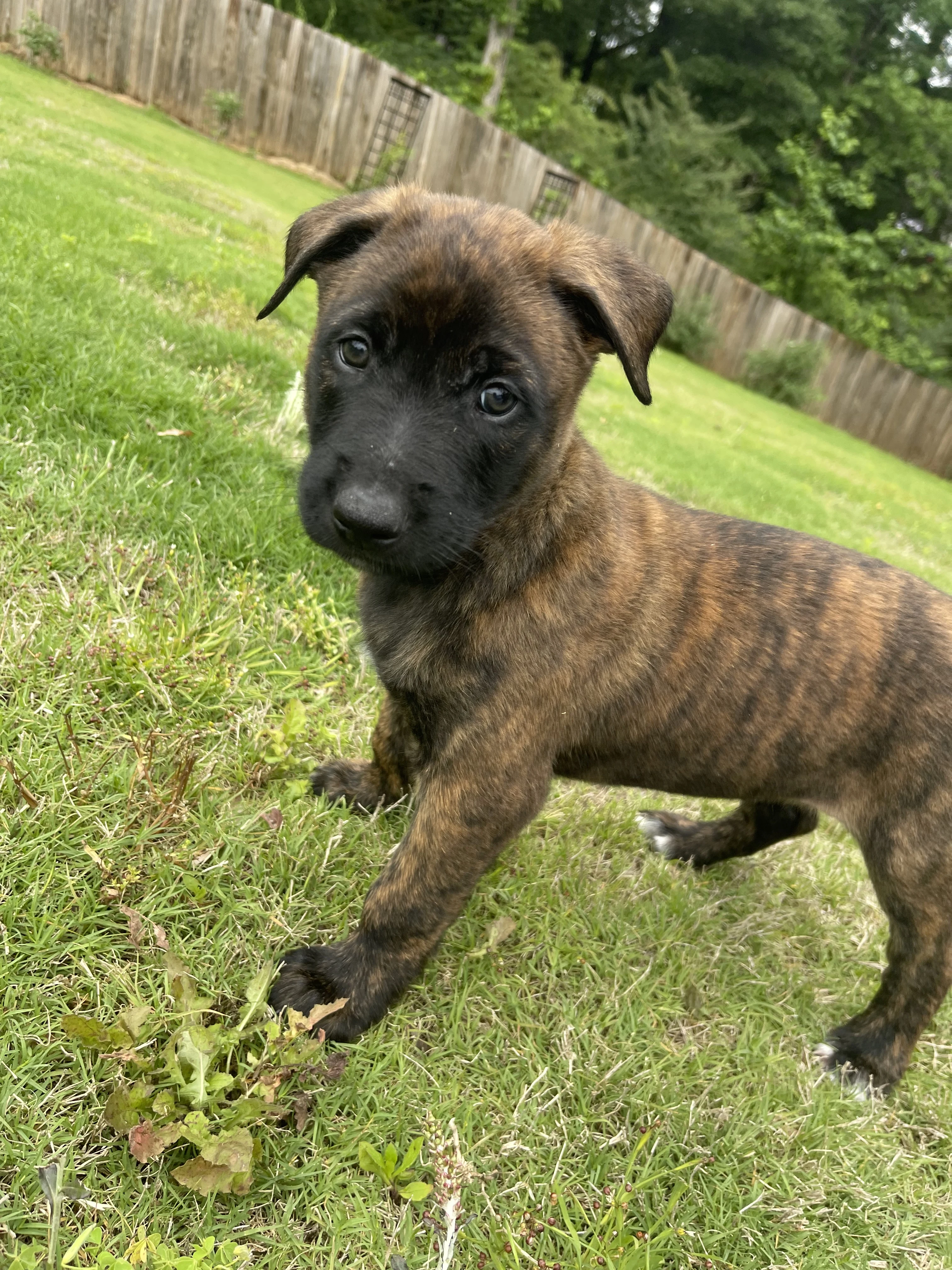 Iroh from the Ranger x Mila litter during puppy evaluation and development.