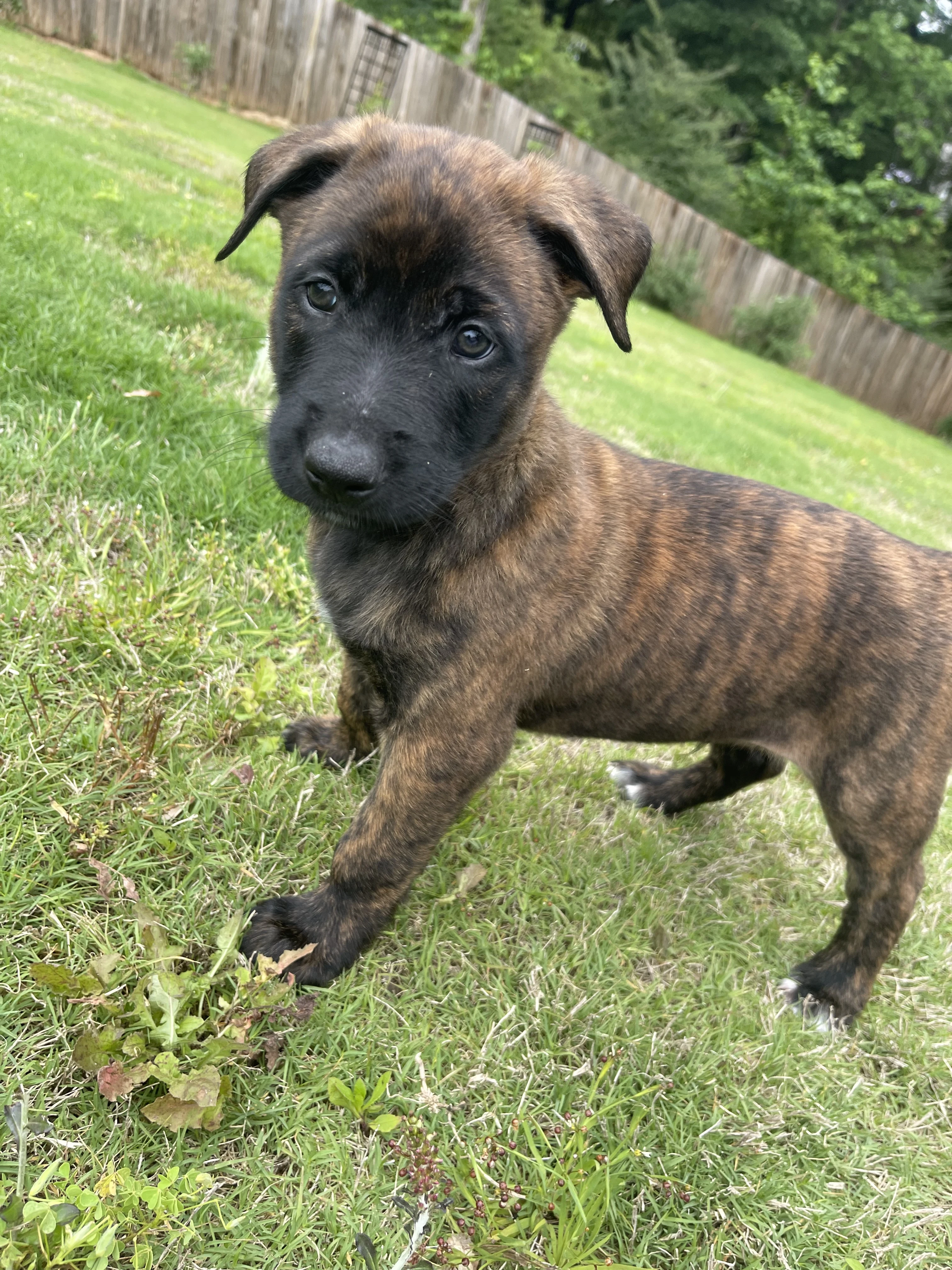 Iroh from the Ranger x Mila litter during puppy evaluation and development.