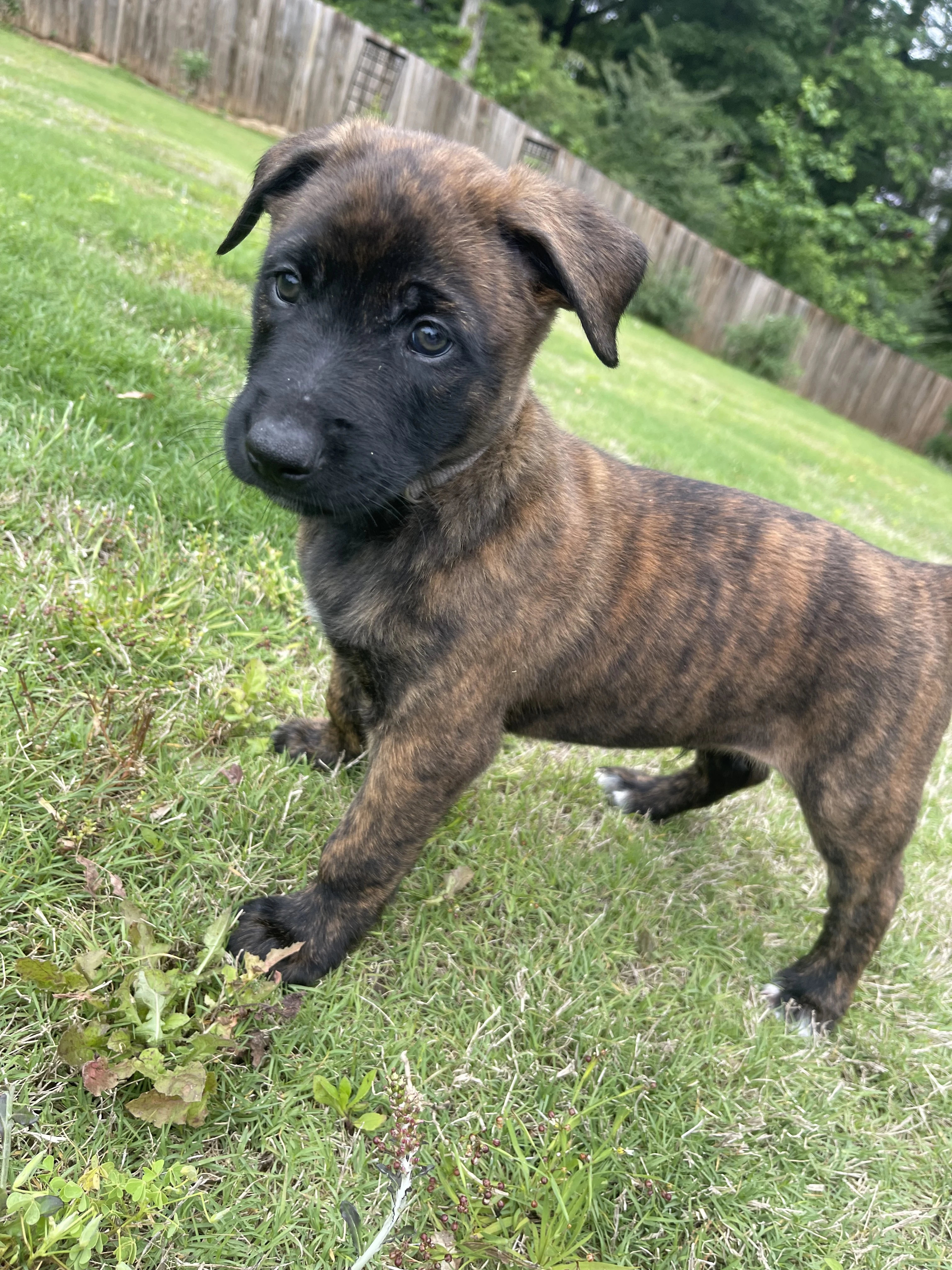 Iroh from the Ranger x Mila litter during puppy evaluation and development.