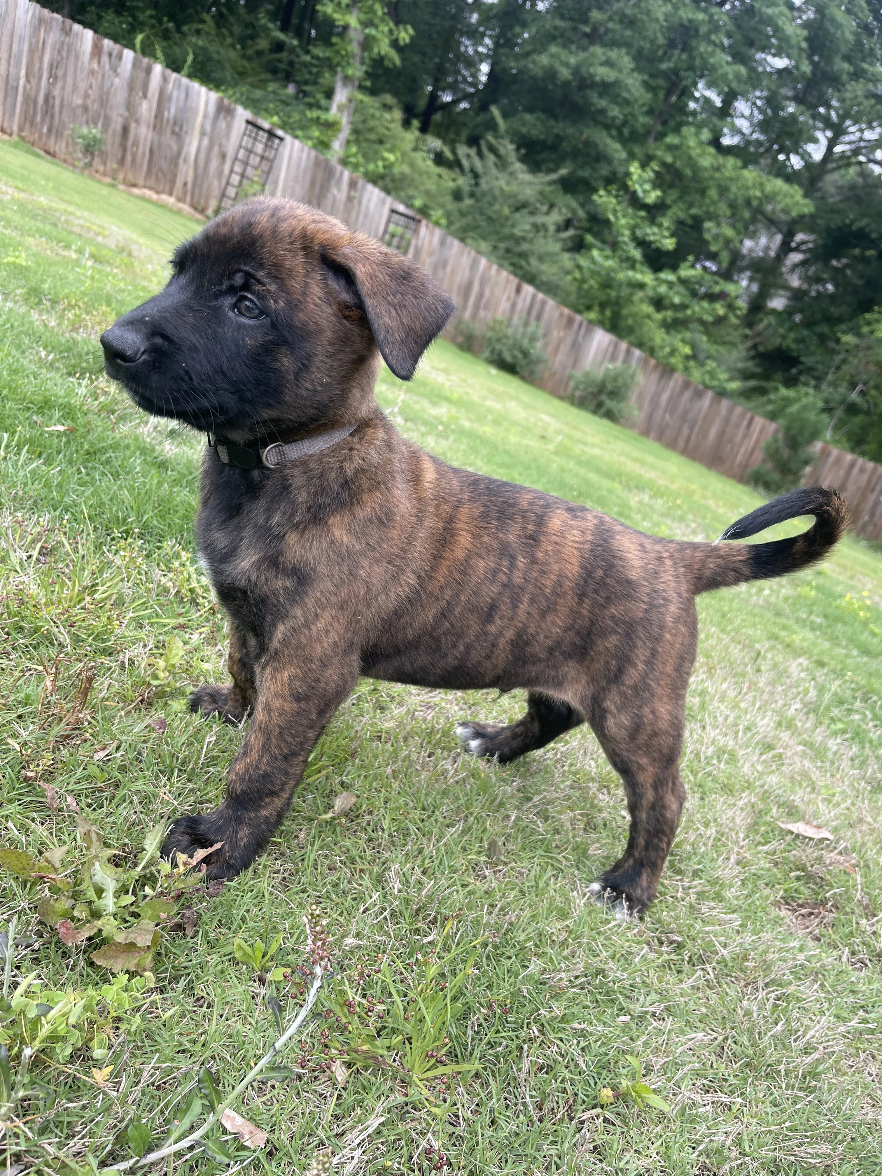 Iroh from the Ranger x Mila litter during puppy evaluation and development.