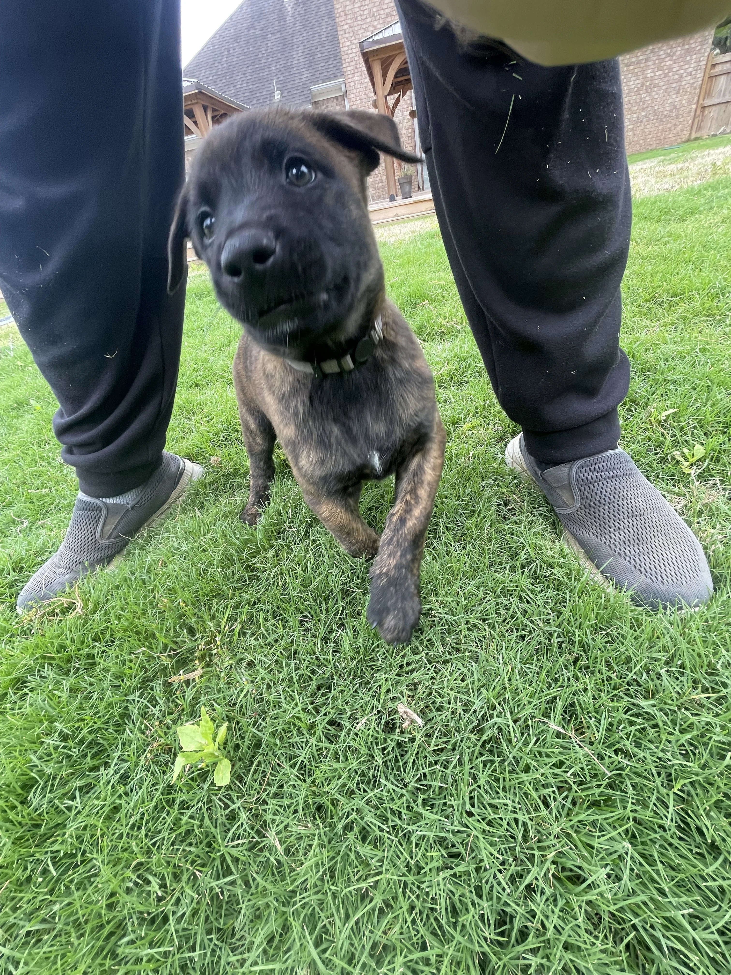Iroh from the Ranger x Mila litter during puppy evaluation and development.