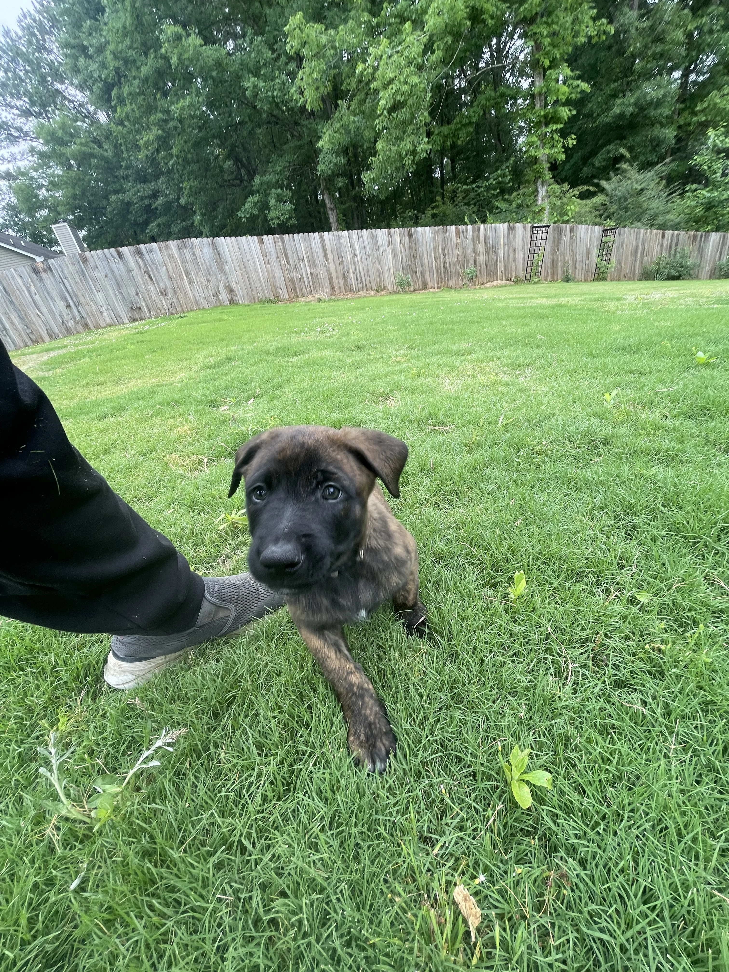 Iroh from the Ranger x Mila litter during puppy evaluation and development.