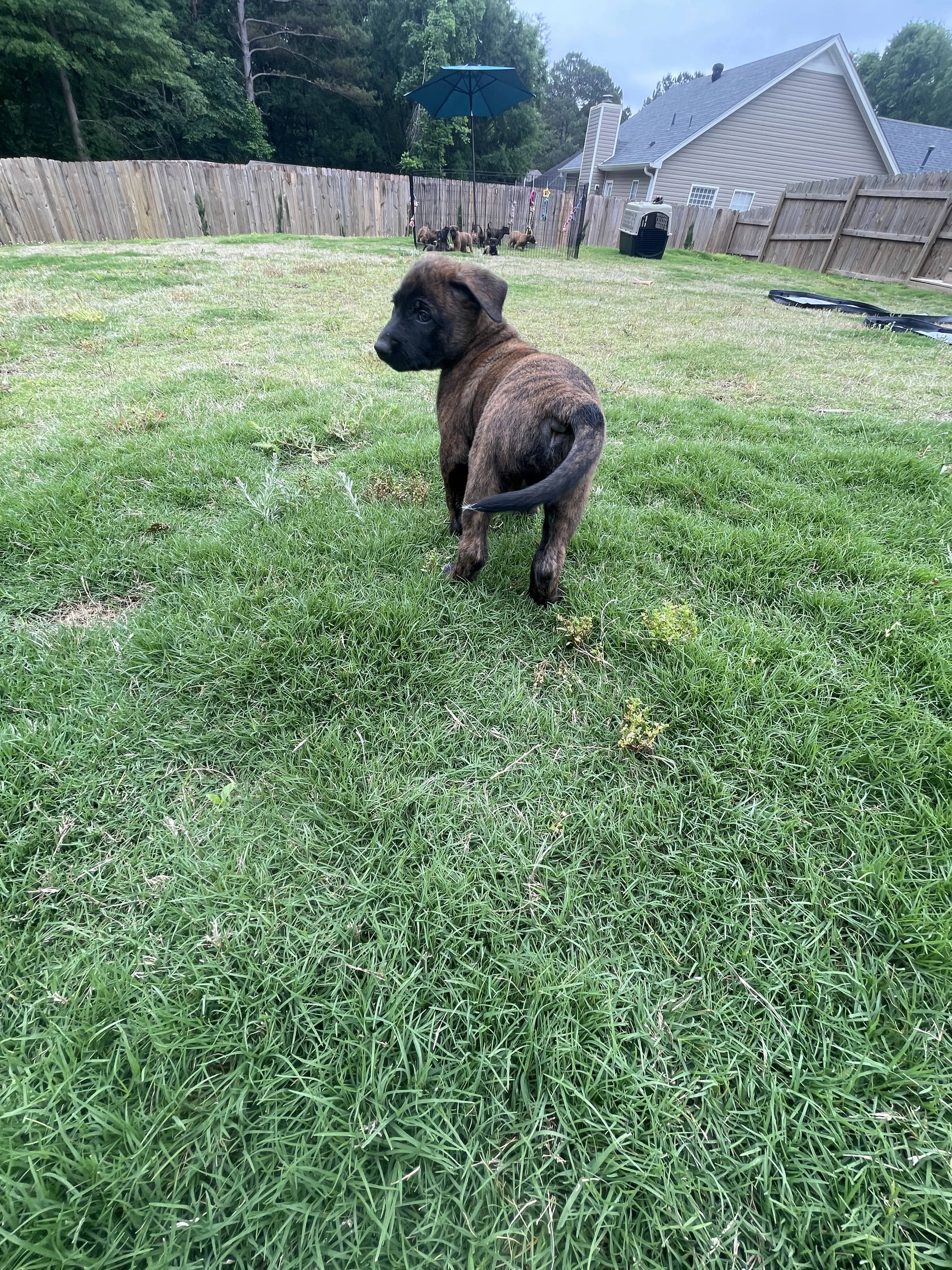 Iroh from the Ranger x Mila litter during puppy evaluation and development.