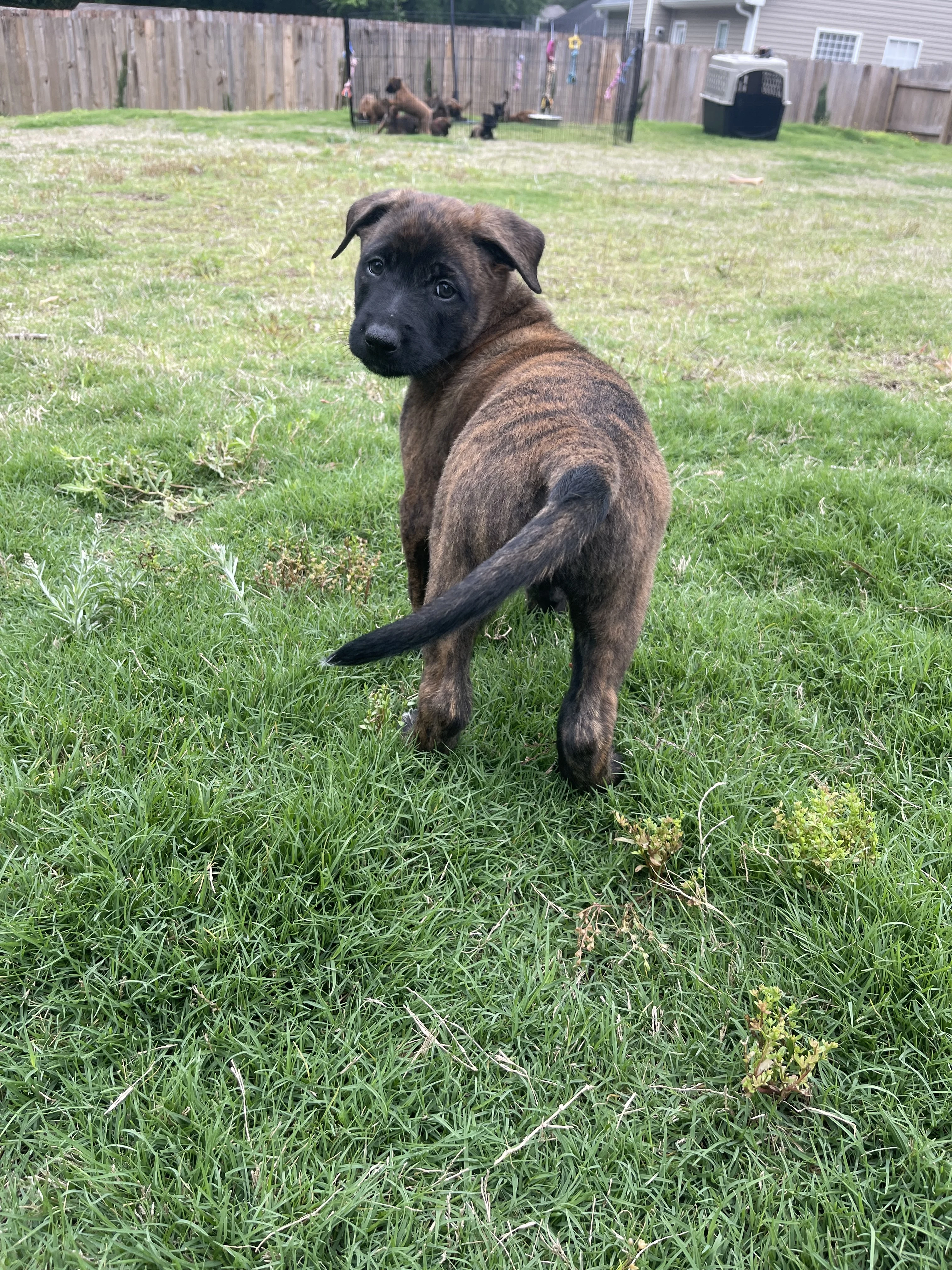 Iroh from the Ranger x Mila litter during puppy evaluation and development.