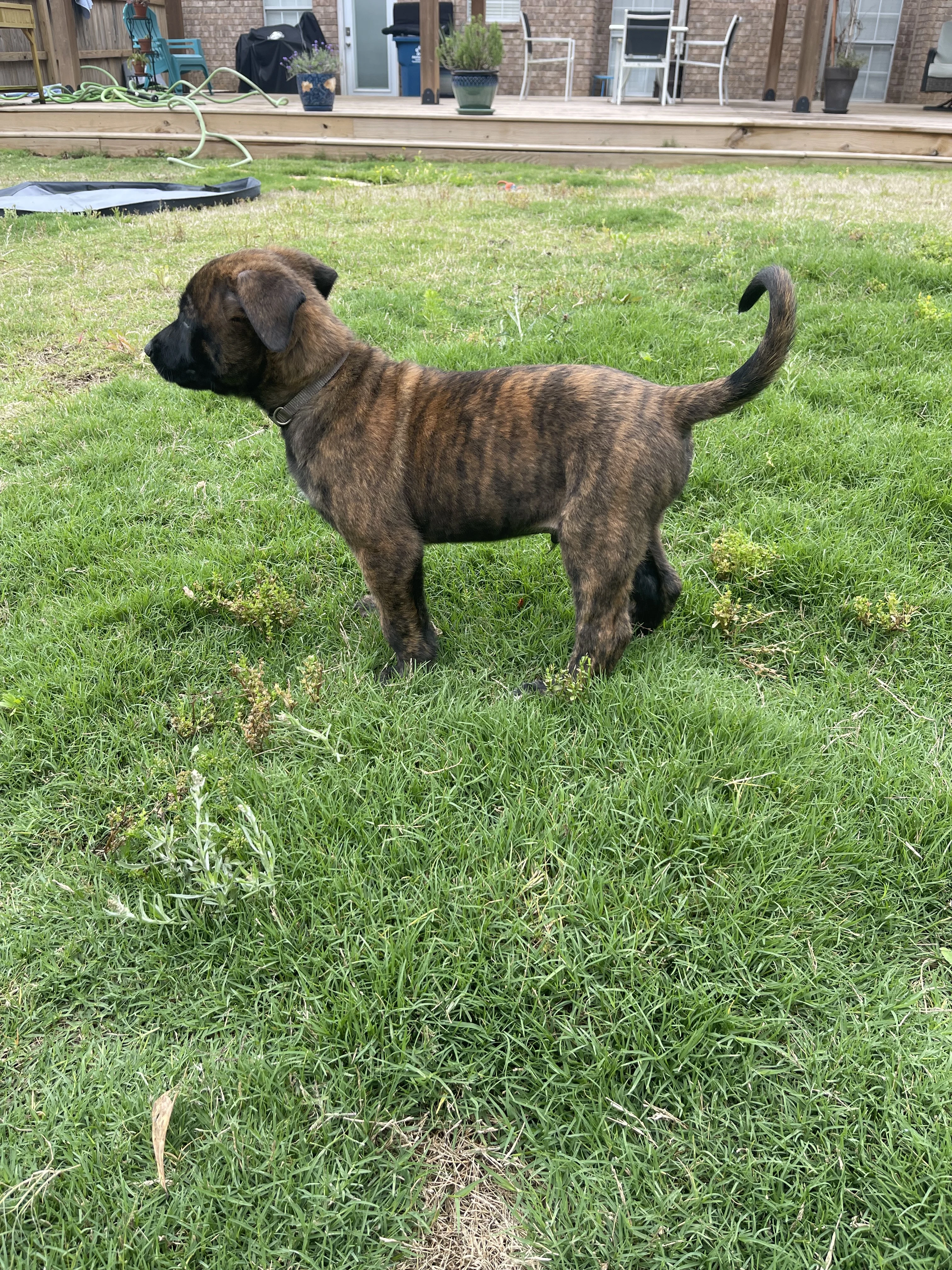 Iroh from the Ranger x Mila litter during puppy evaluation and development.