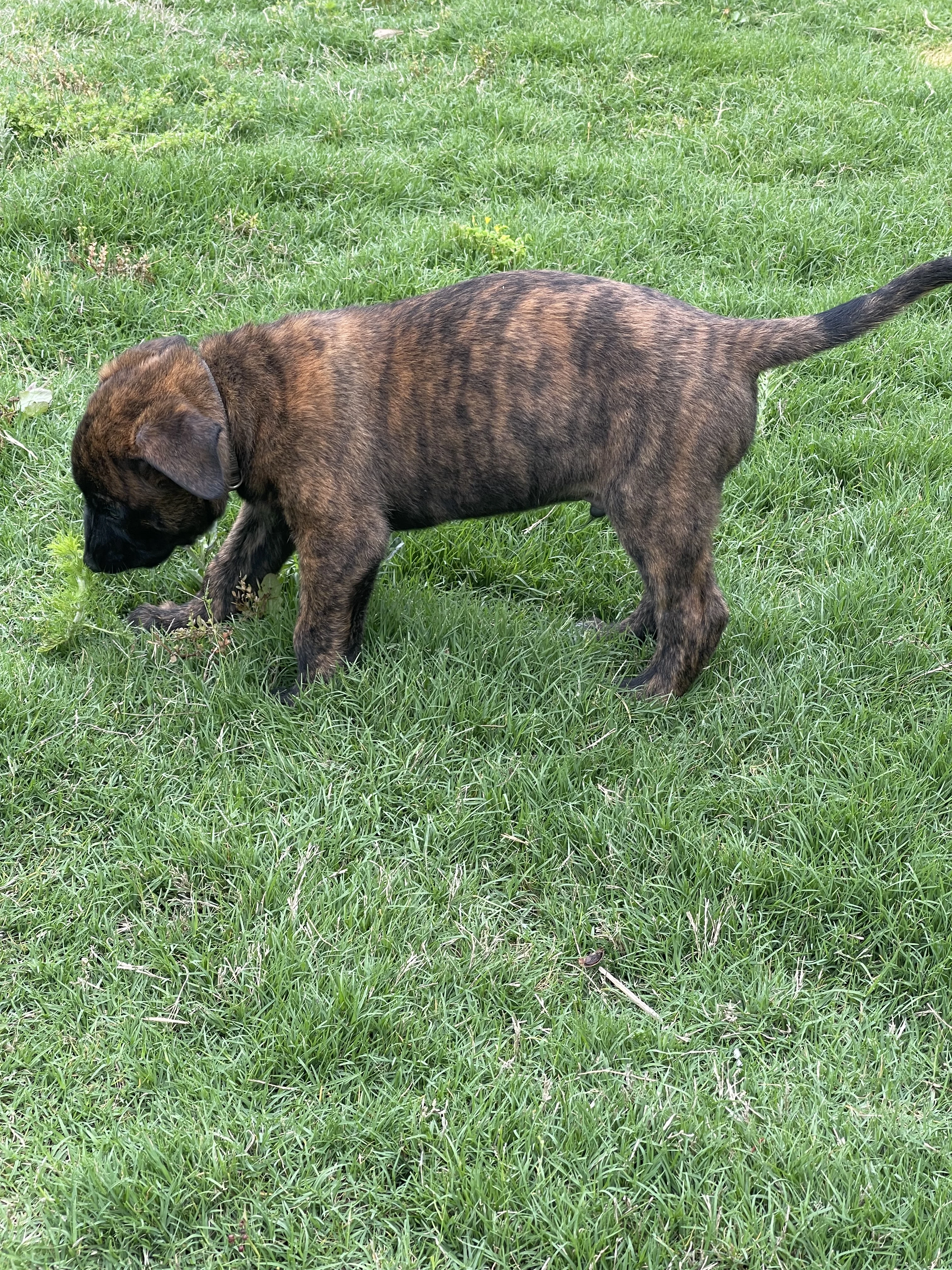 Iroh from the Ranger x Mila litter during puppy evaluation and development.