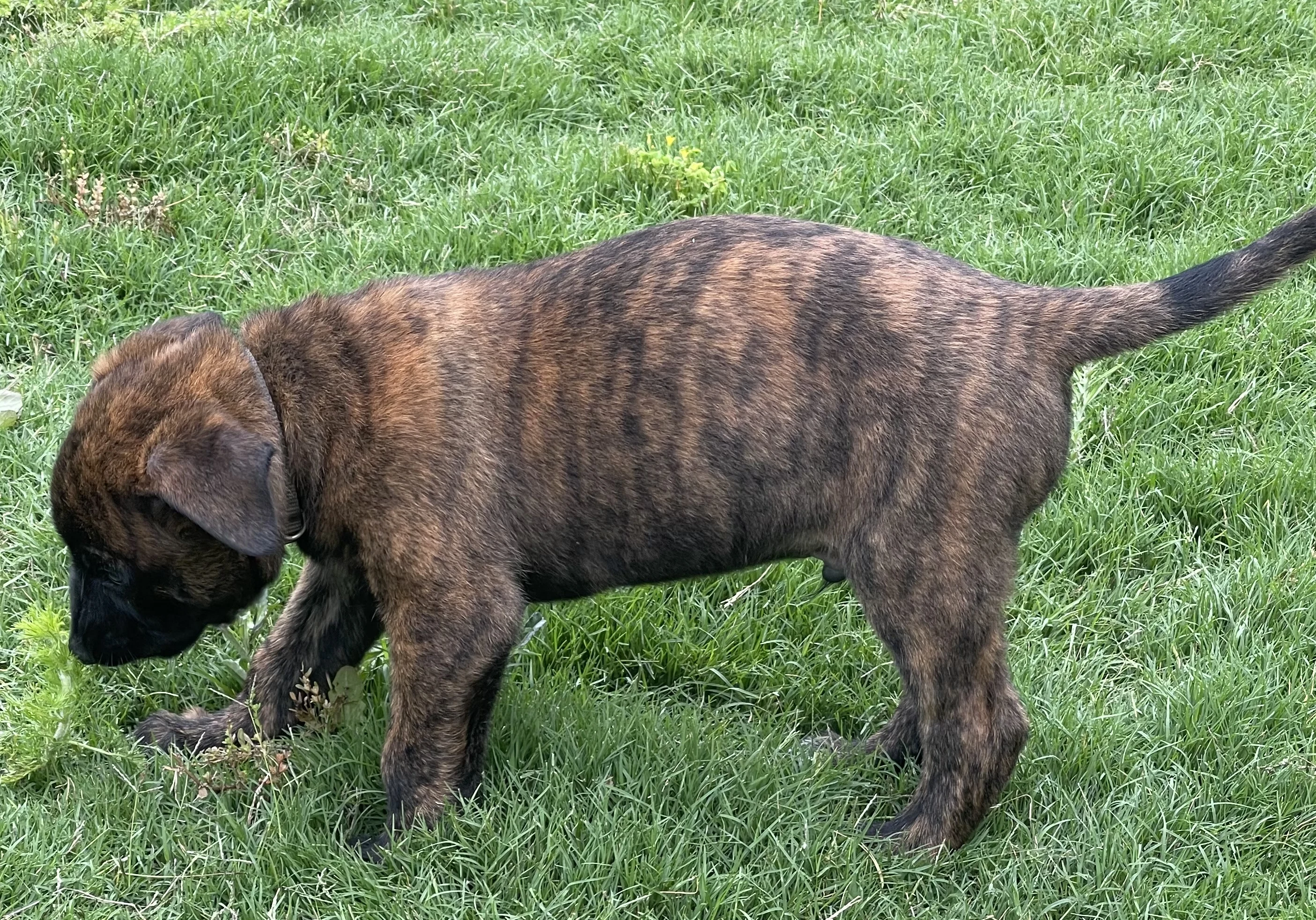 Iroh from the Ranger x Mila litter during puppy evaluation and development.