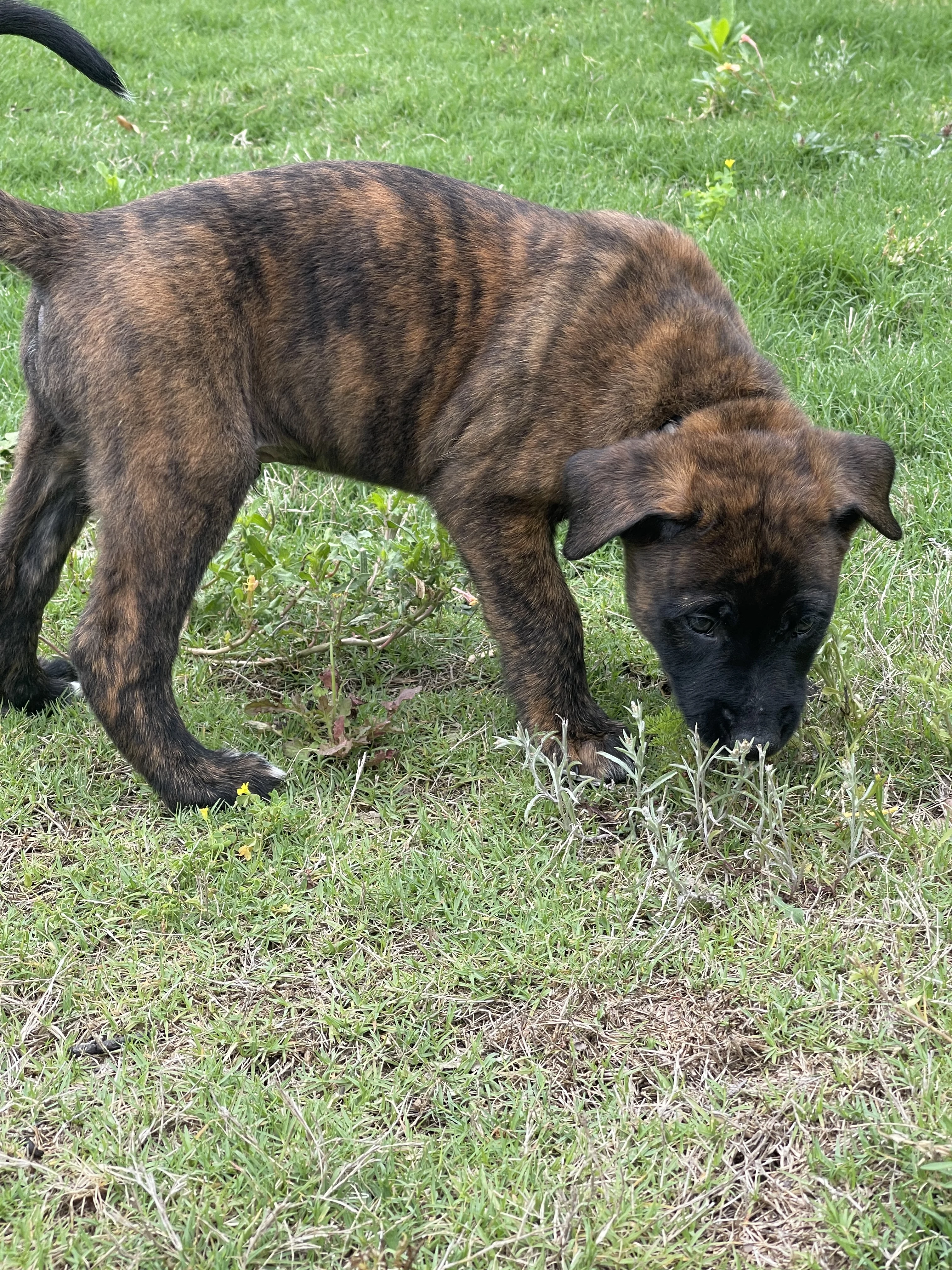 Iroh from the Ranger x Mila litter during puppy evaluation and development.