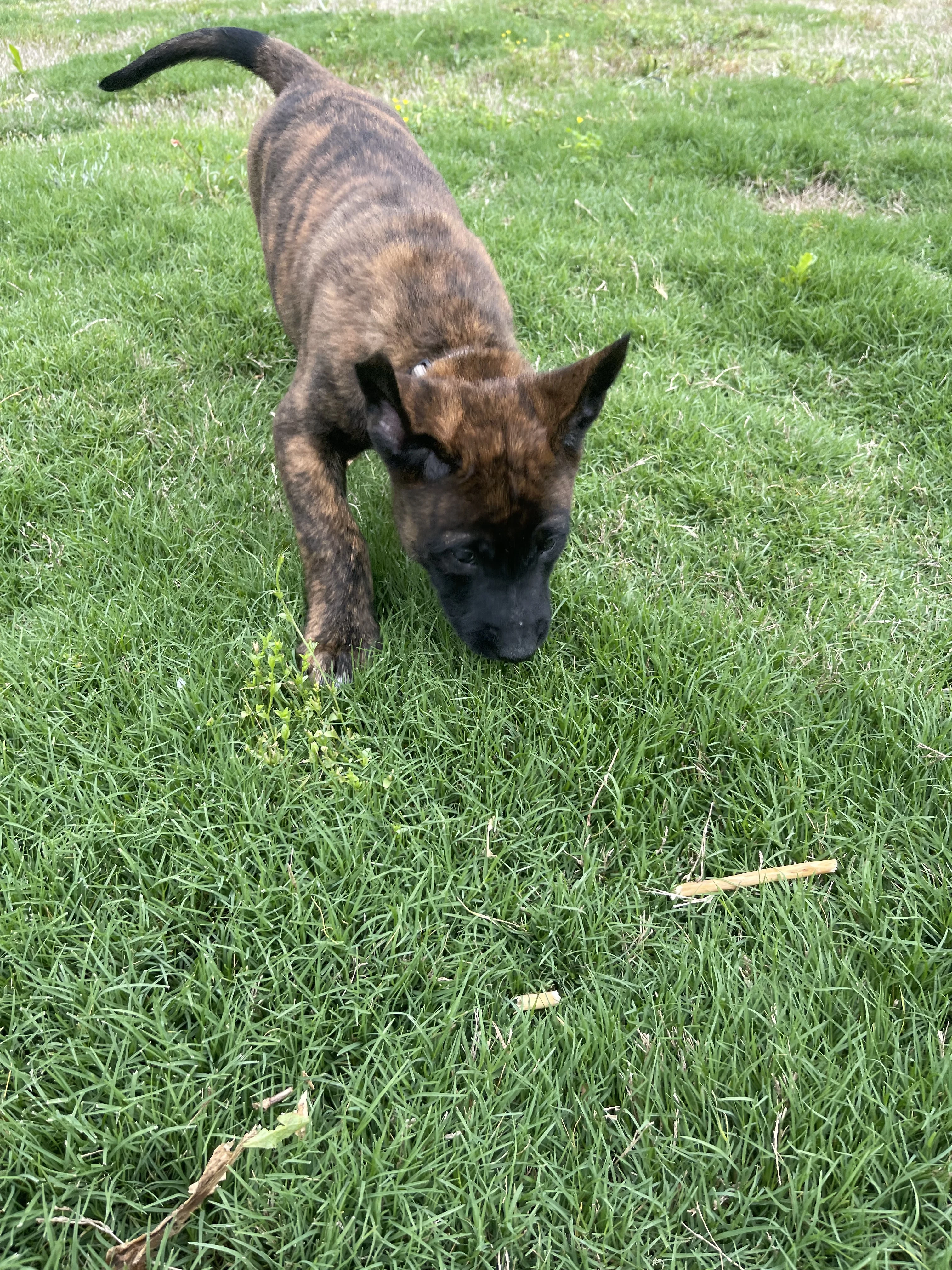 Iroh from the Ranger x Mila litter during puppy evaluation and development.