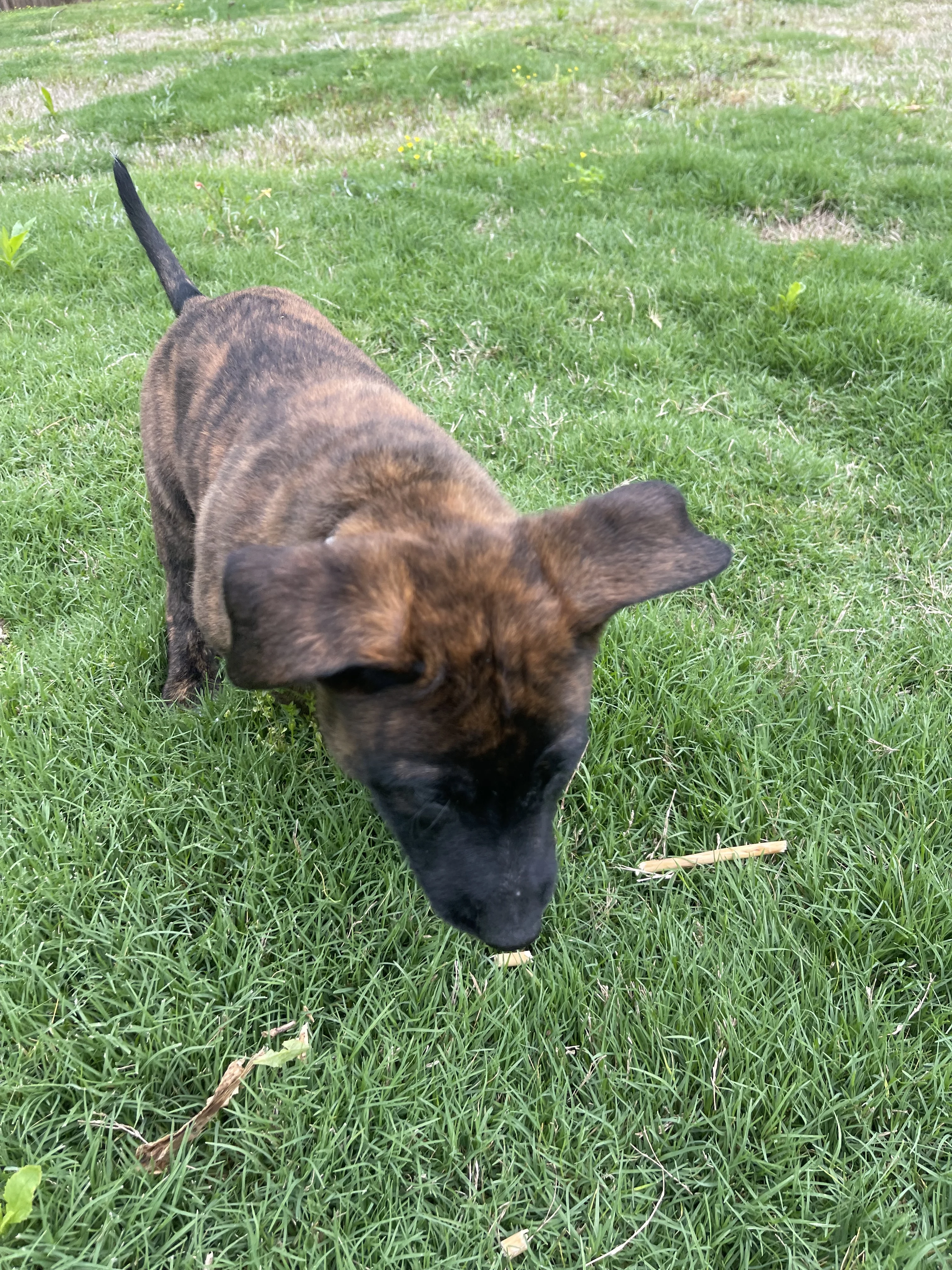 Iroh from the Ranger x Mila litter during puppy evaluation and development.